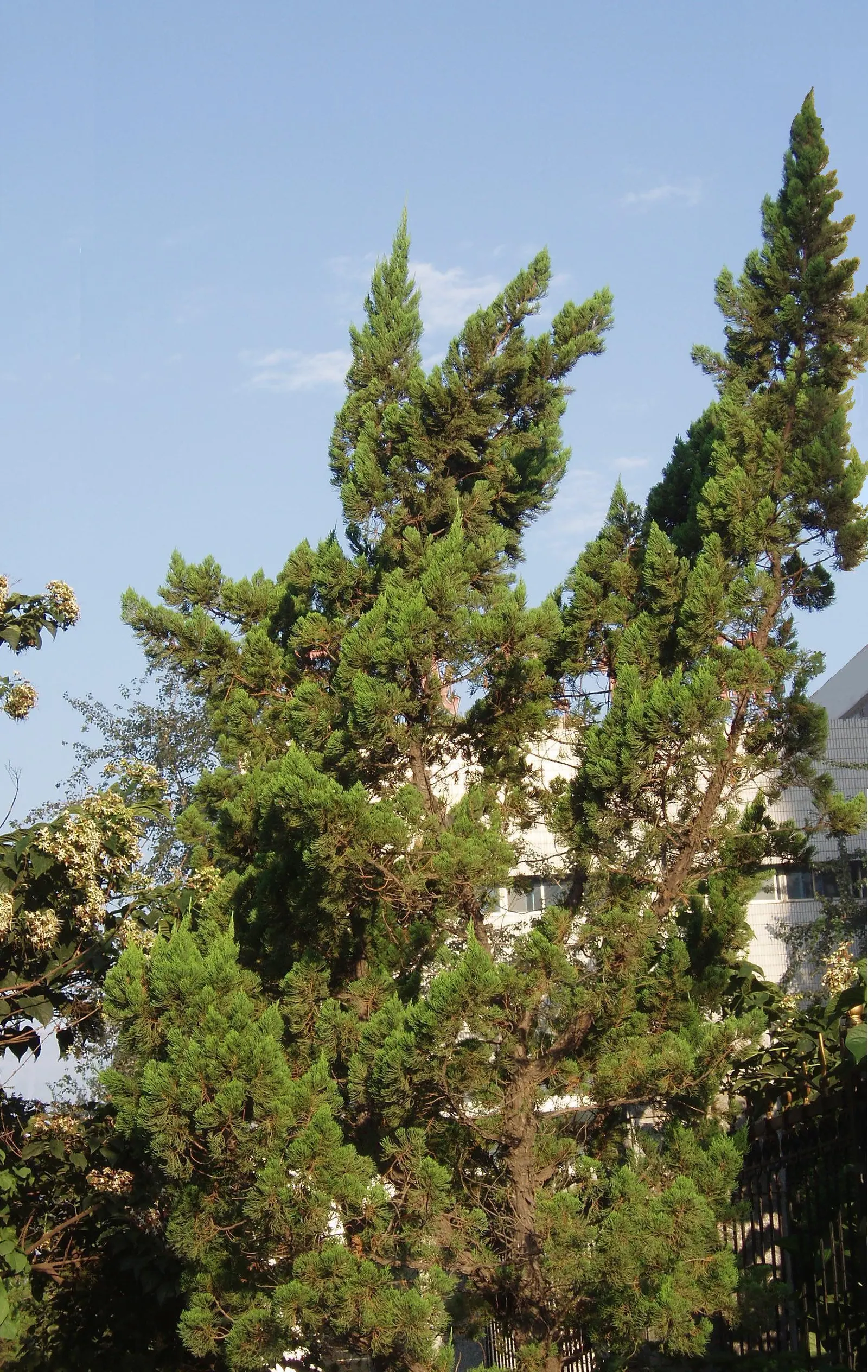 Hollywood Twisted Juniper (Juniperus Chinensis 'Kaizuka') — scientifically named Juniperus chinensis 'Kaizuka'