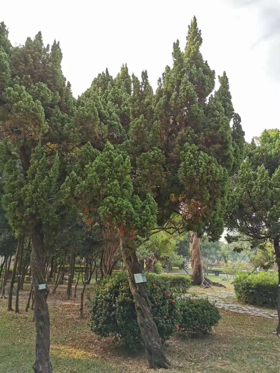 Hollywood Twisted Juniper (Juniperus Chinensis 'Kaizuka') — The Hollywood Twisted Juniper (Juniperus chinensis 'Kaizuka'); known for its dramatic, spiraled