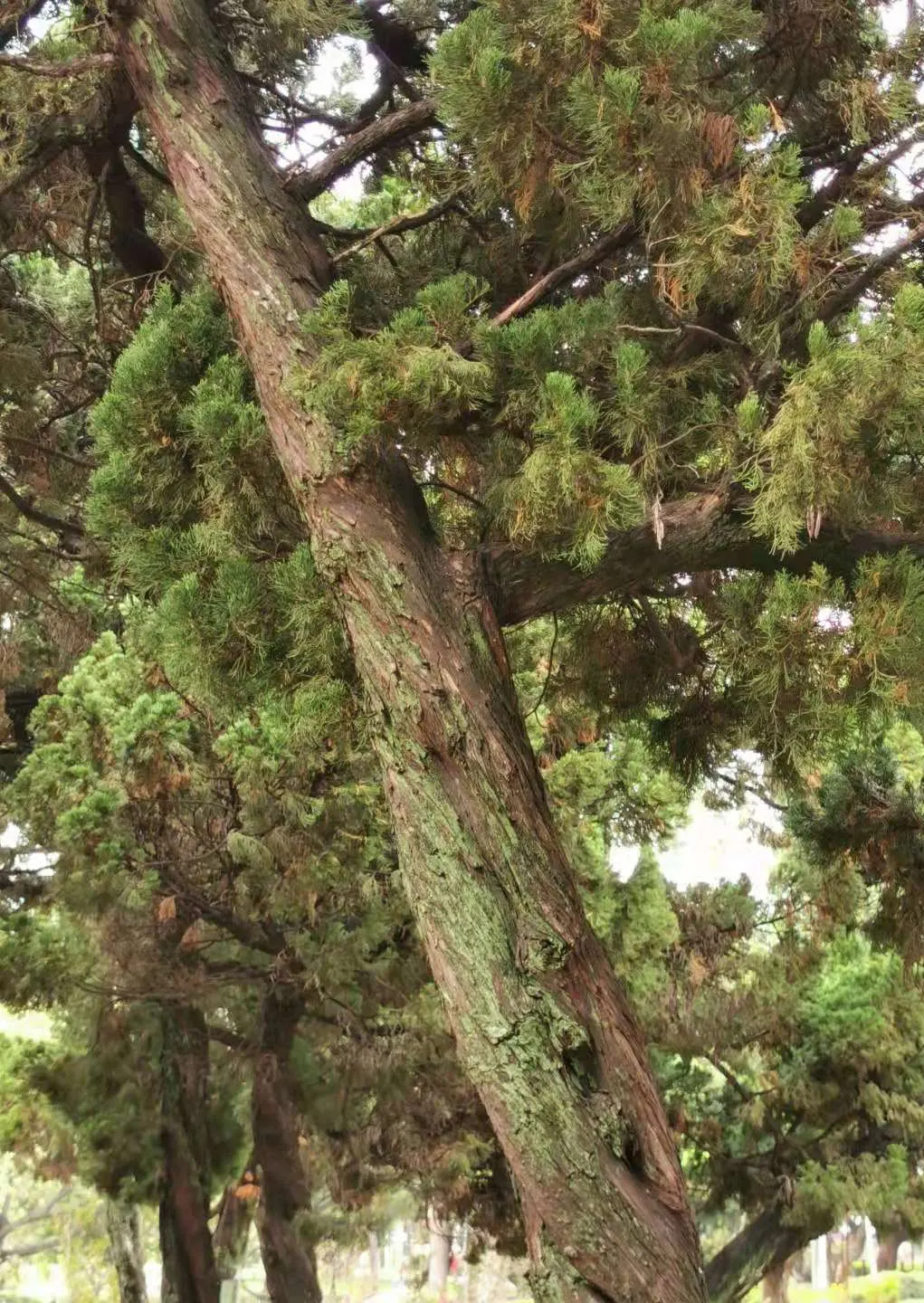 Hollywood Twisted Juniper (Juniperus Chinensis 'Kaizuka') — Known for its dramatic, spiraled growth and lush blue-green foliage, it thrives in USDA, image 22