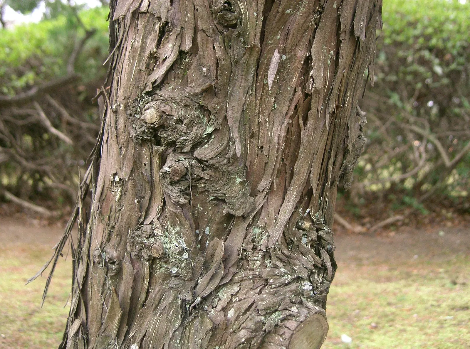 Hollywood Twisted Juniper (Juniperus Chinensis 'Kaizuka') — Its sculptural form and low maintenance make it ideal for focal points or privacy screens