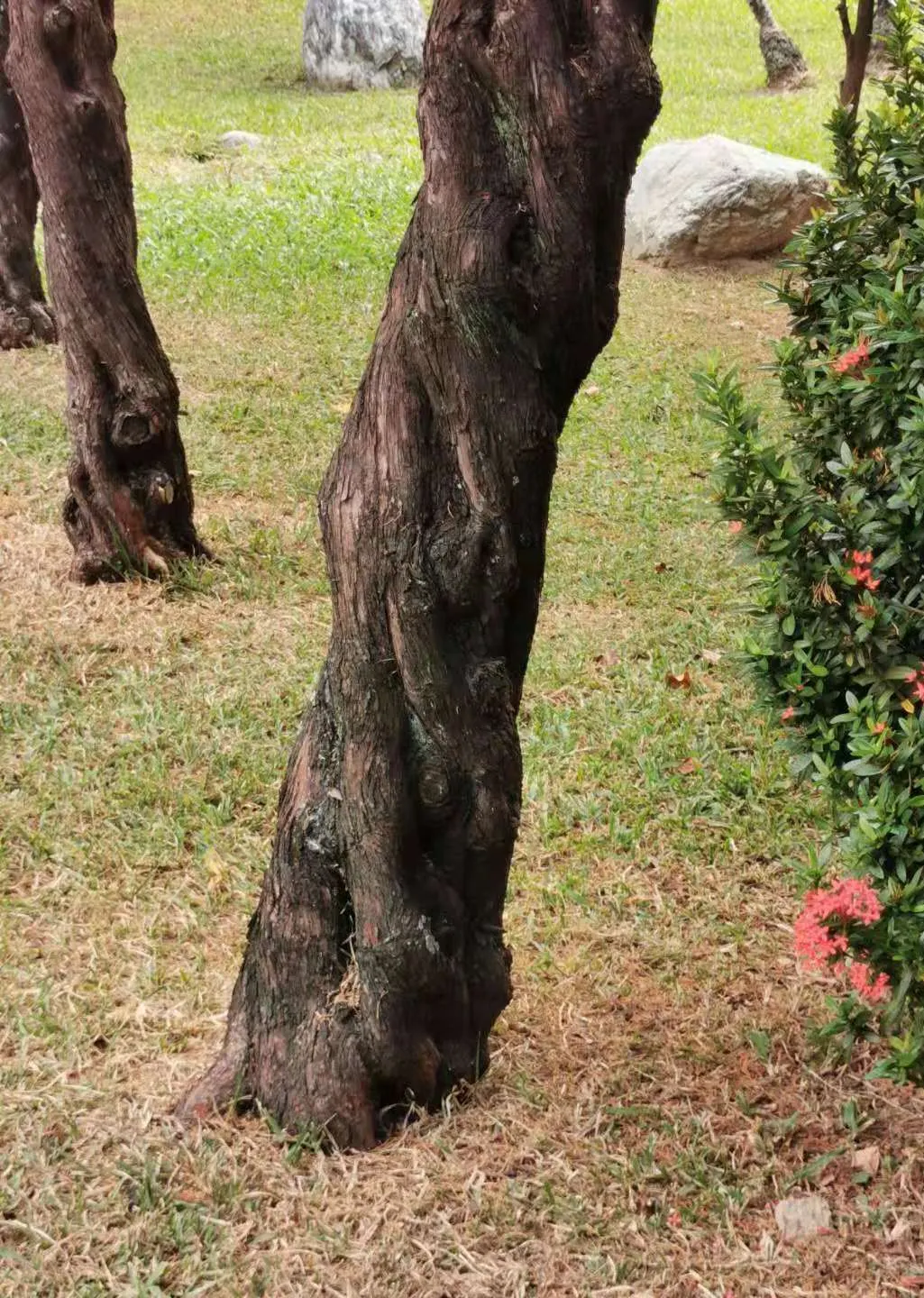 Hollywood Twisted Juniper (Juniperus Chinensis 'Kaizuka') — shrub for full or half
