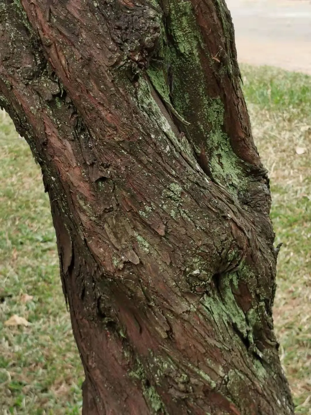Hollywood Twisted Juniper (Juniperus Chinensis 'Kaizuka') — sculptural evergreen shrub renowned for its unique aesthetic