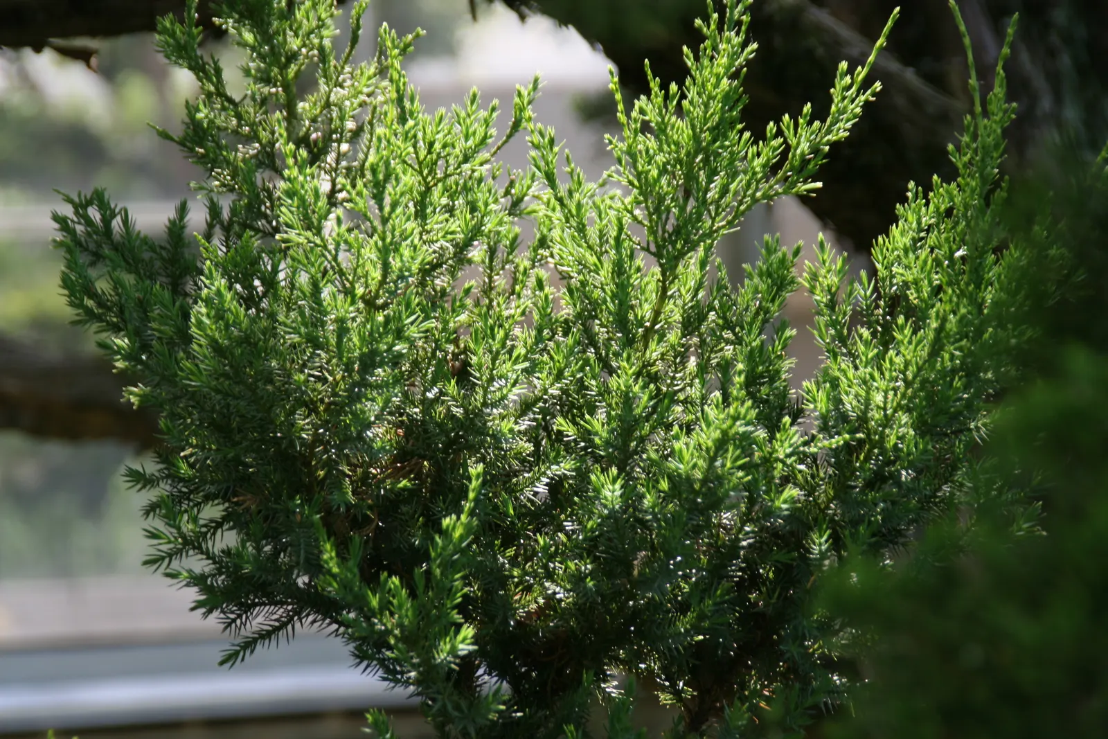 Hollywood Twisted Juniper (Juniperus Chinensis 'Kaizuka') — This enigmatic specimen has lush