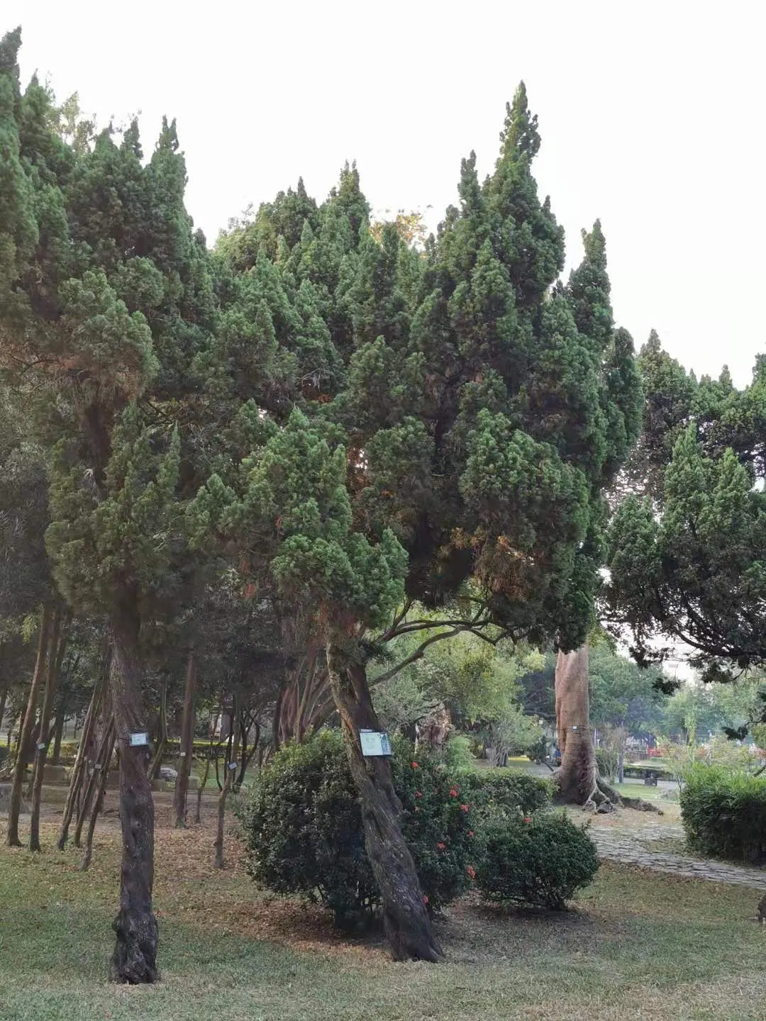 Hollywood Twisted Juniper (Juniperus Chinensis 'Kaizuka') — Its sculptural form and low maintenance make it ideal for focal points or privacy screens; offers a