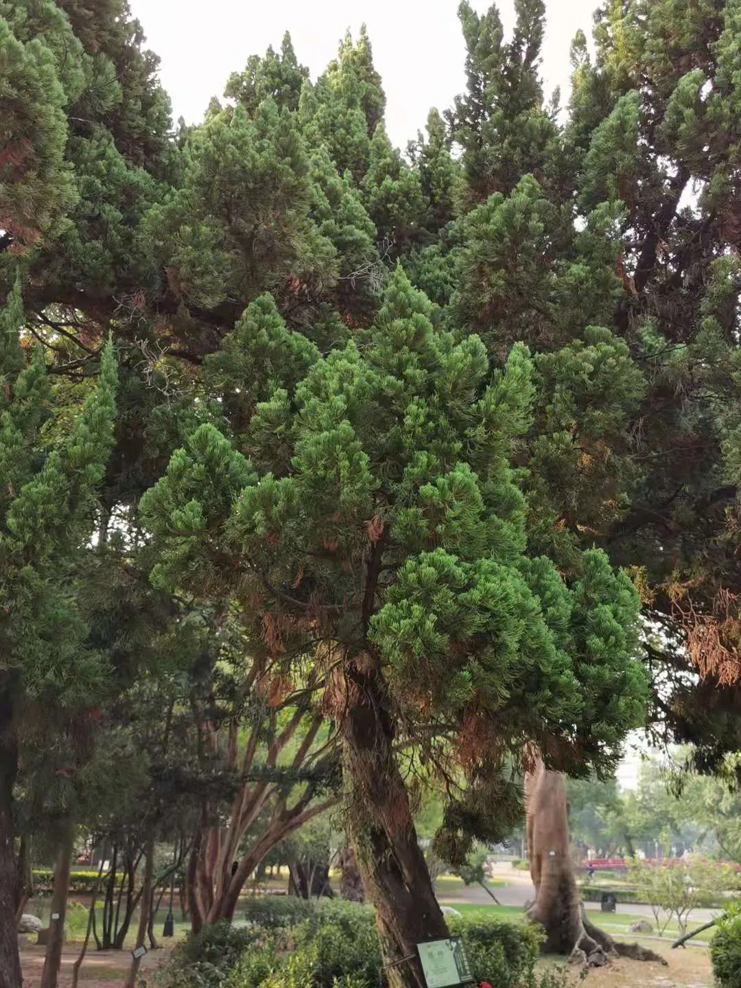 Hollywood Twisted Juniper (Juniperus Chinensis 'Kaizuka') — offers a dynamic vertical element in landscape design; shrub for full or half