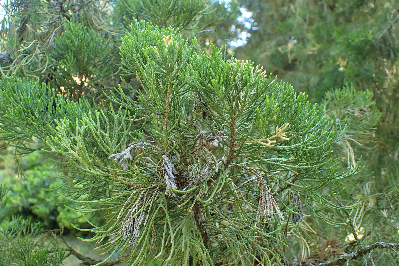 Hollywood Twisted Juniper (Juniperus Chinensis 'Kaizuka') — It prefers full sun and adapts to various soil types; making it an adaptable choice for various