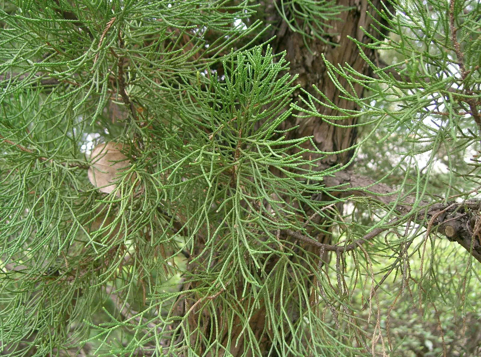 Hollywood Twisted Juniper (Juniperus Chinensis 'Kaizuka') — It is highly tolerant of urban pollution and coastal conditions