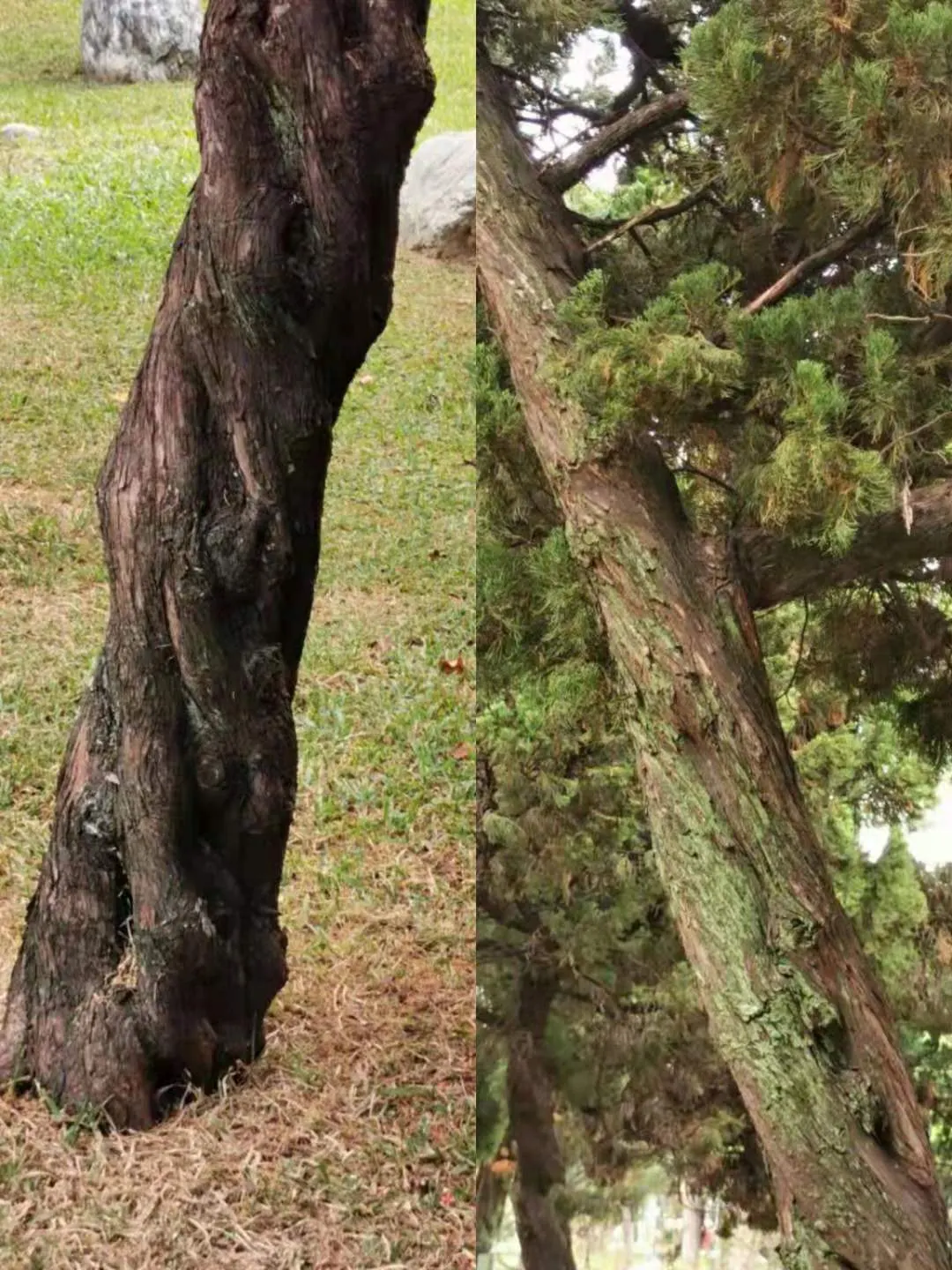 Hollywood Twisted Juniper (Juniperus Chinensis 'Kaizuka') — Often reaching between 15 to 20 feet in height and with a spread of 10 to 15 feet
