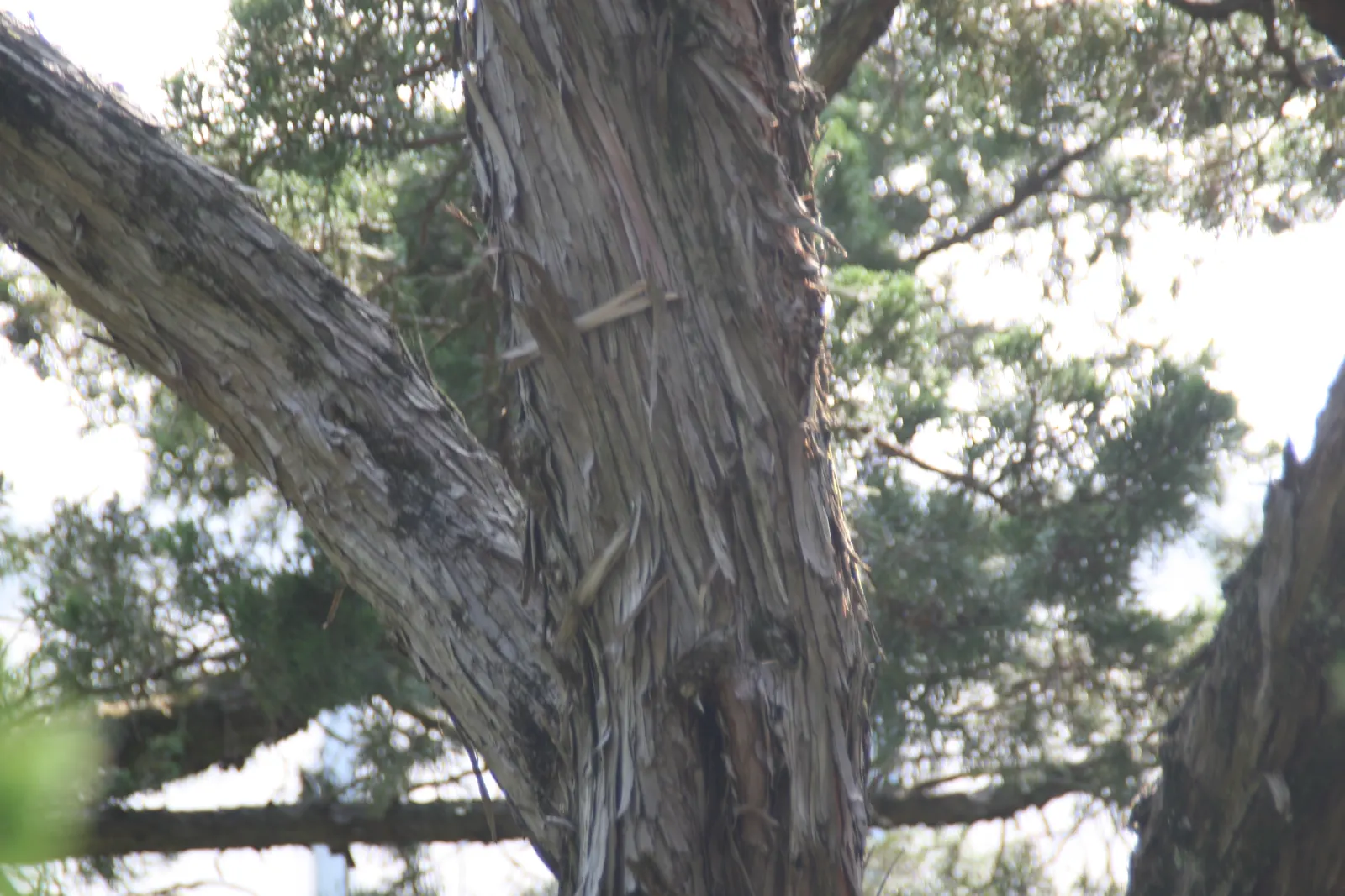Hollywood Twisted Juniper (Juniperus Chinensis 'Kaizuka') — with a preference for well-drained soils