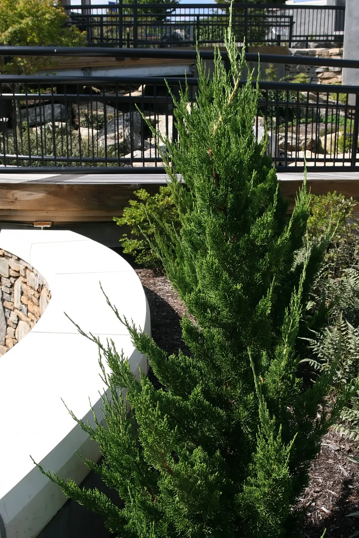 Hollywood Twisted Juniper (Juniperus Chinensis 'Kaizuka') — standing up to 15 feet tall with a 10-foot spread