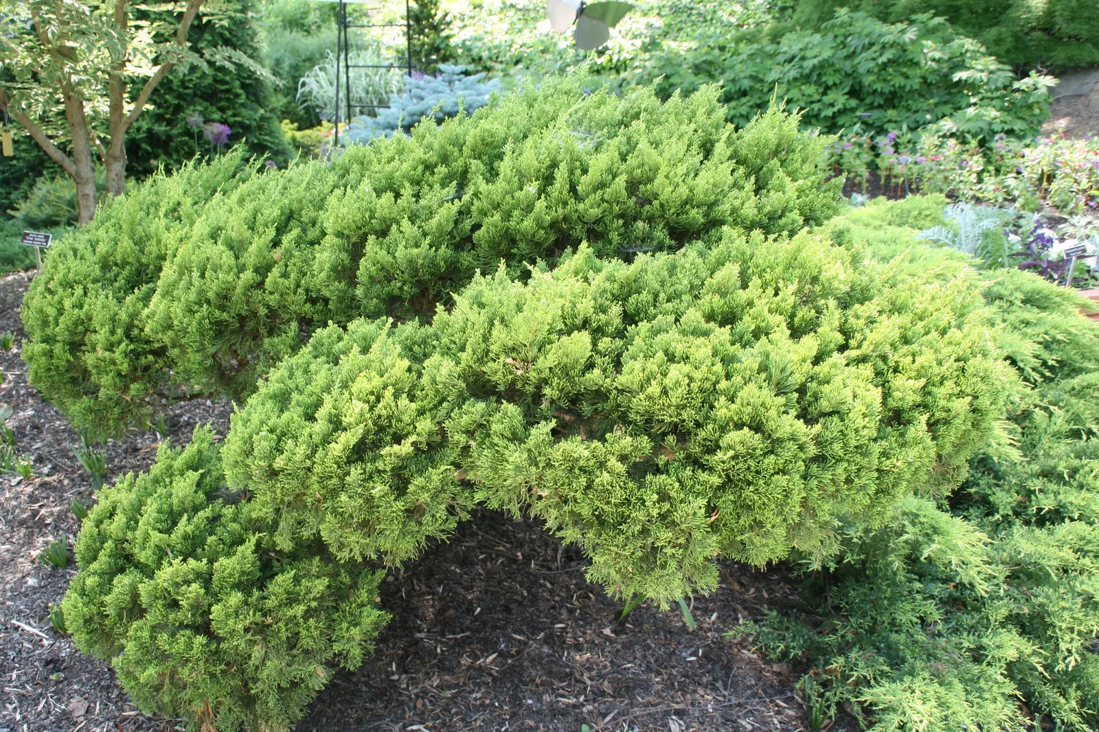 Hollywood Twisted Juniper (Juniperus Chinensis 'Kaizuka') — Known for its dramatic, spiraled growth and lush blue-green foliage, it thrives in USDA zones 5-9