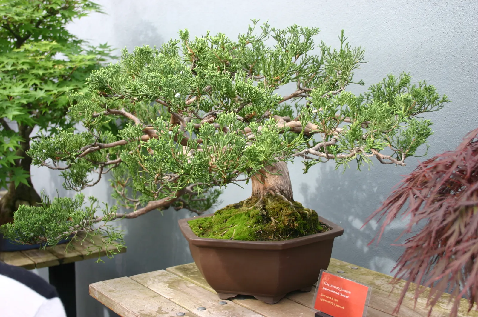 Hollywood Twisted Juniper (Juniperus Chinensis 'Kaizuka') — It prefers full sun and adapts to various soil types