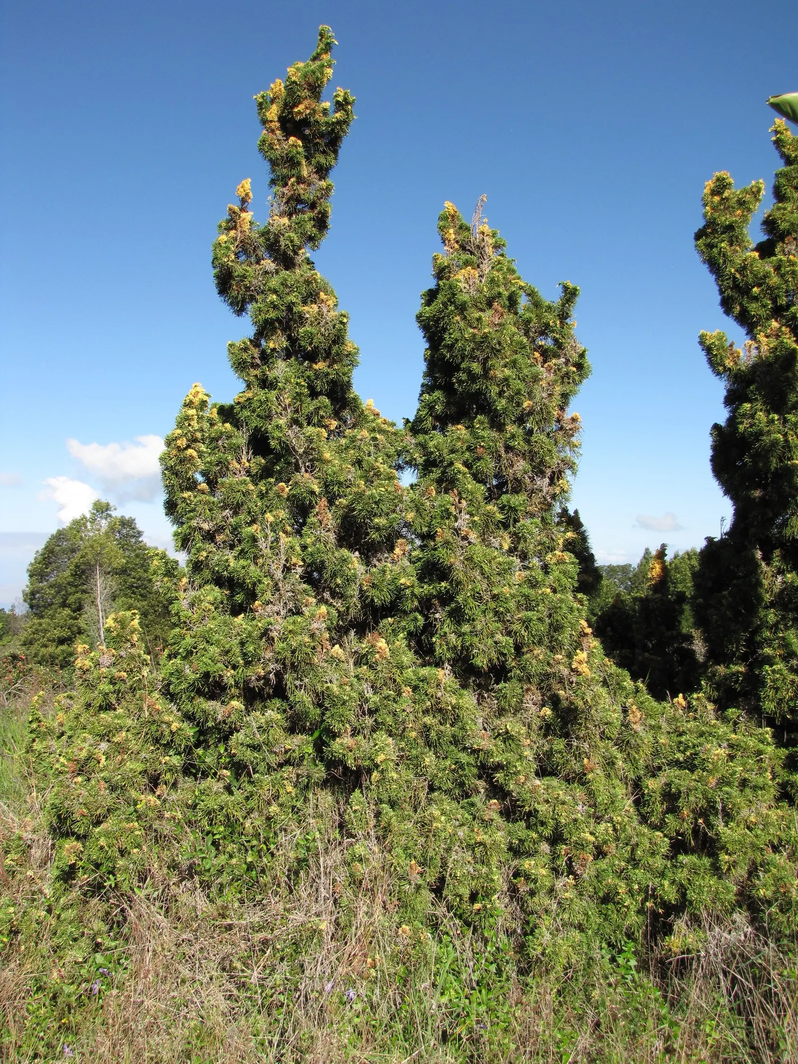 Hollywood Twisted Juniper (Juniperus Chinensis 'Kaizuka') — This enigmatic specimen has lush; it is highly tolerant of urban pollution and coastal conditions