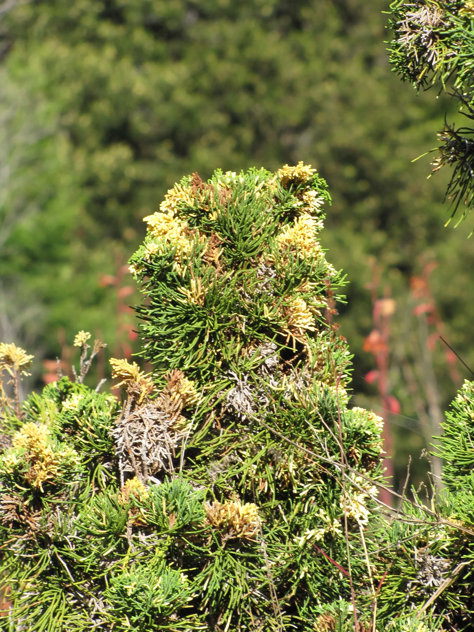 Hollywood Twisted Juniper (Juniperus Chinensis 'Kaizuka') — offers a dynamic vertical element in landscape design
