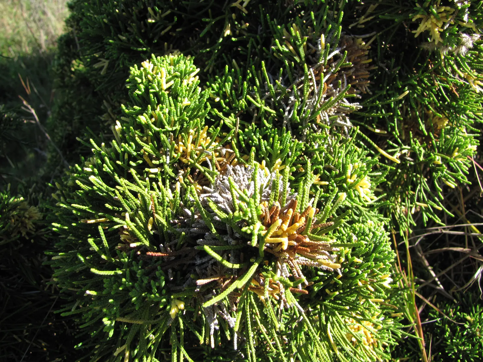Hollywood Twisted Juniper (Juniperus Chinensis 'Kaizuka') — the 'Kaizuka' thrives in full sun exposure; standing up to 15 feet tall with a 10-foot spread
