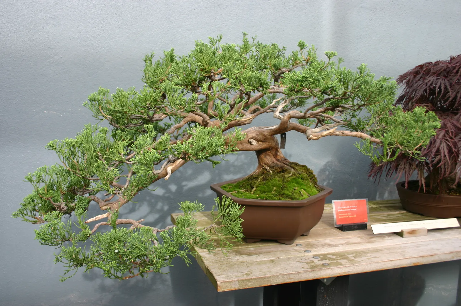 Hollywood Twisted Juniper (Juniperus Chinensis 'Kaizuka') — with a preference for well-drained soils; often reaching between 15 to 20 feet in height and with a