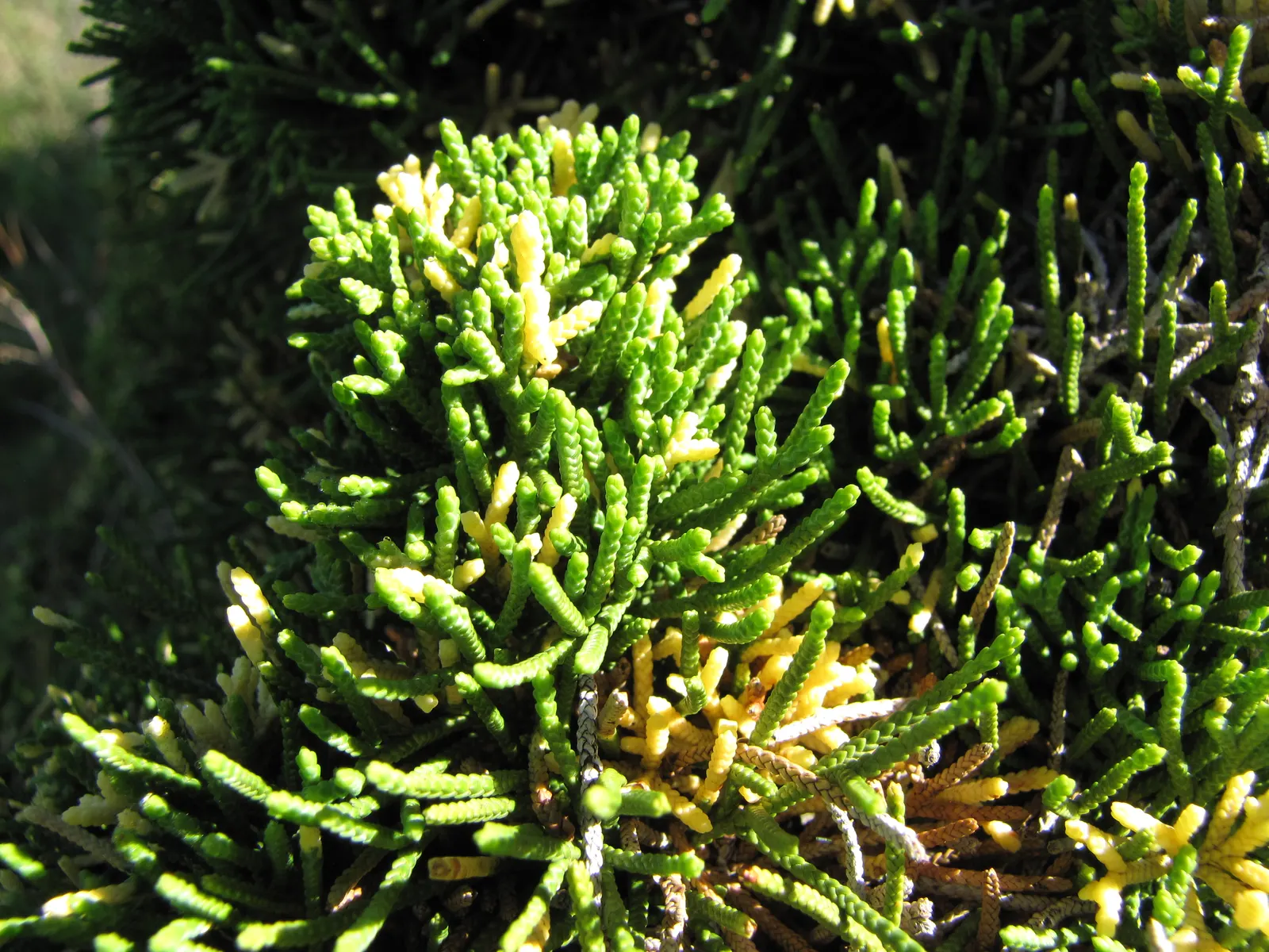 Hollywood Twisted Juniper (Juniperus Chinensis 'Kaizuka') — It is highly tolerant of urban pollution and coastal conditions; consider its dramatic form as a