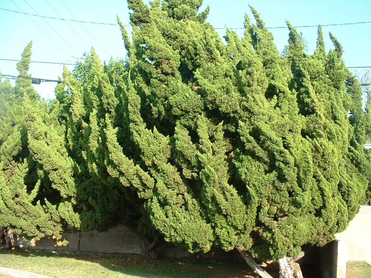 Hollywood Twisted Juniper (Juniperus Chinensis 'Kaizuka') — providing nesting sites and shelter for birds