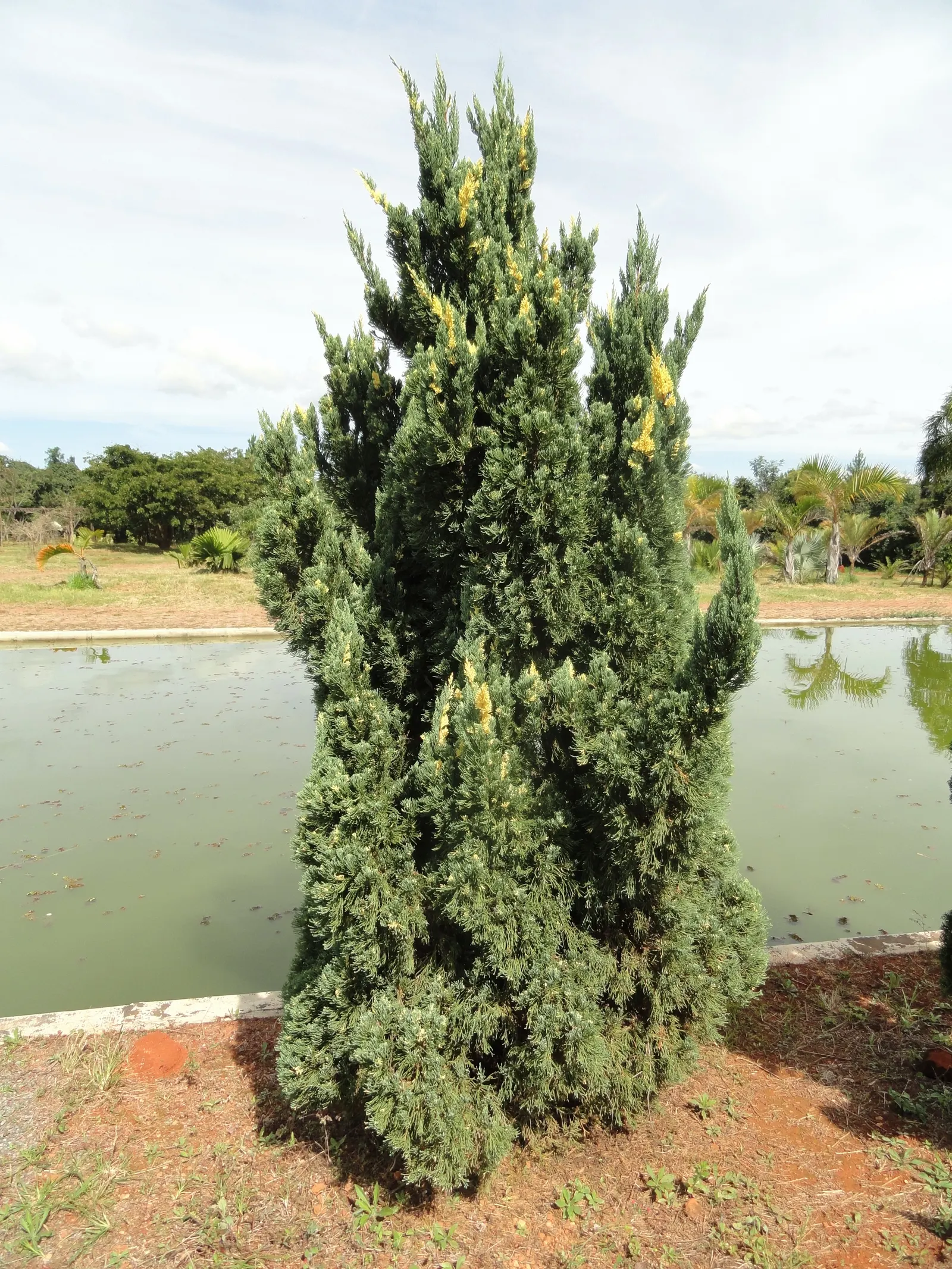 Hollywood Twisted Juniper (Juniperus Chinensis 'Kaizuka') — scientifically named Juniperus chinensis 'Kaizuka'; this enigmatic specimen has lush