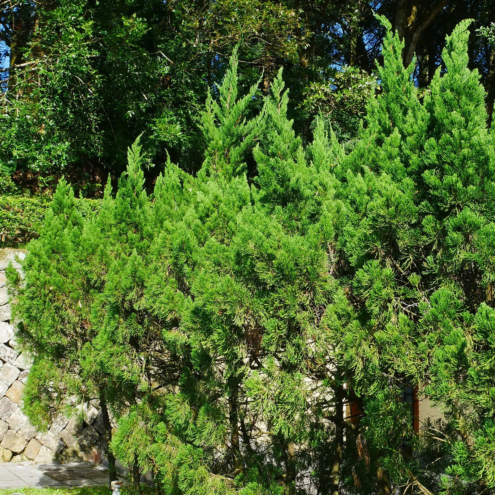 Hollywood Twisted Juniper (Juniperus Chinensis 'Kaizuka') — Often reaching between 15 to 20 feet in height and with a spread of 10 to 15 feet; its sculptural
