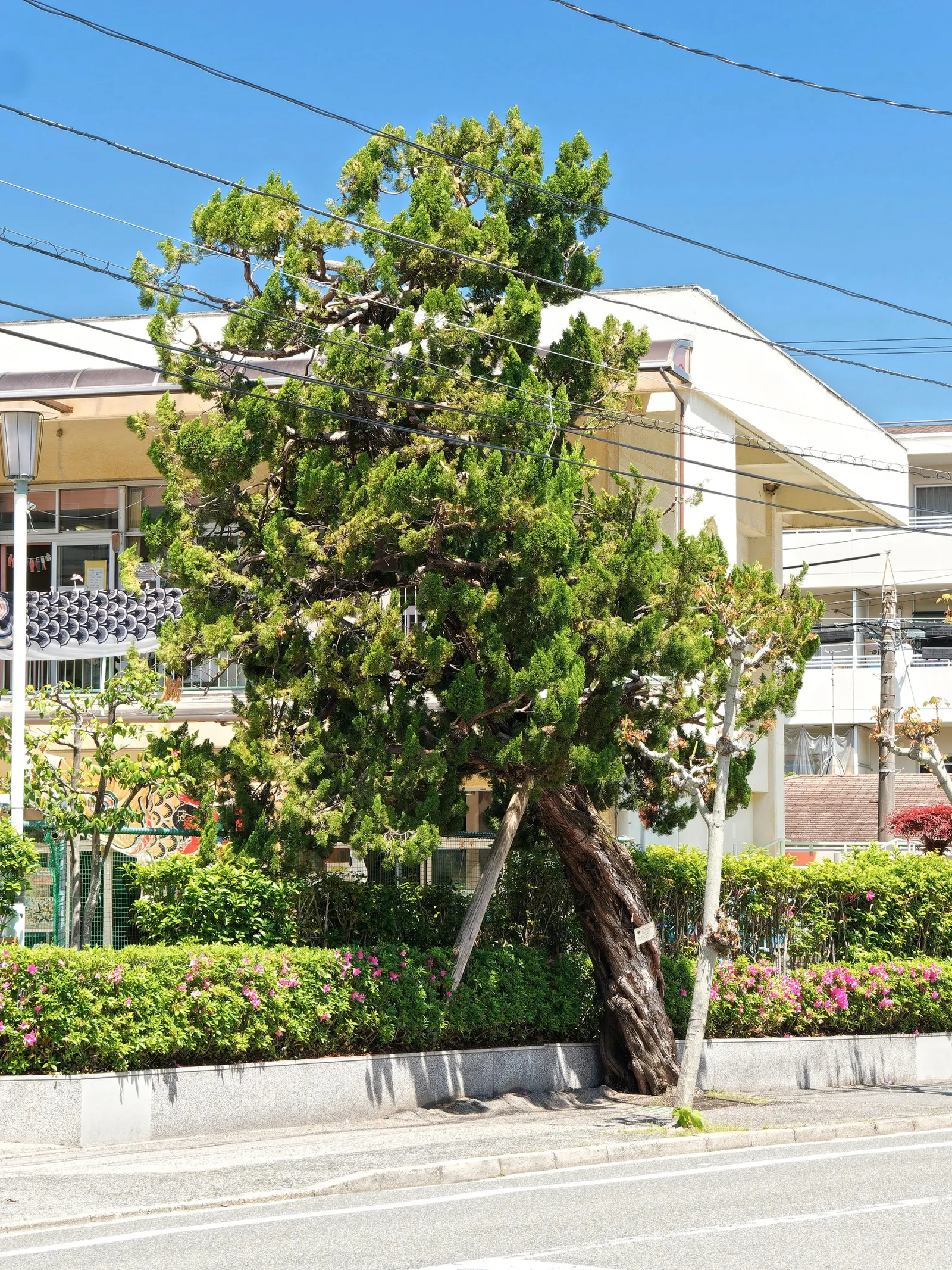 Hollywood Twisted Juniper (Juniperus Chinensis 'Kaizuka') — making it an adaptable choice for various landscape settings