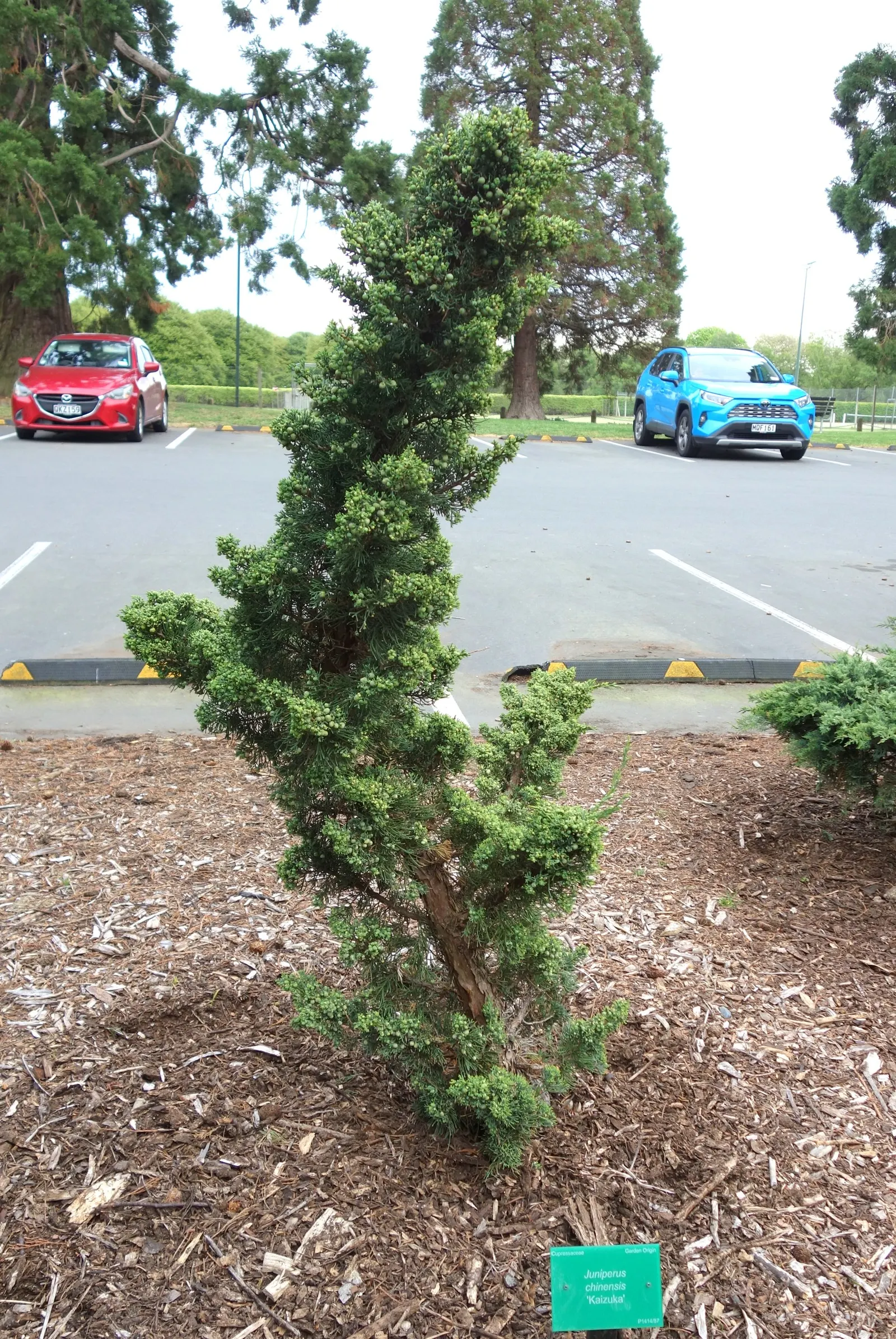 Hollywood Twisted Juniper (Juniperus Chinensis 'Kaizuka') — the 'Kaizuka' thrives in full sun exposure