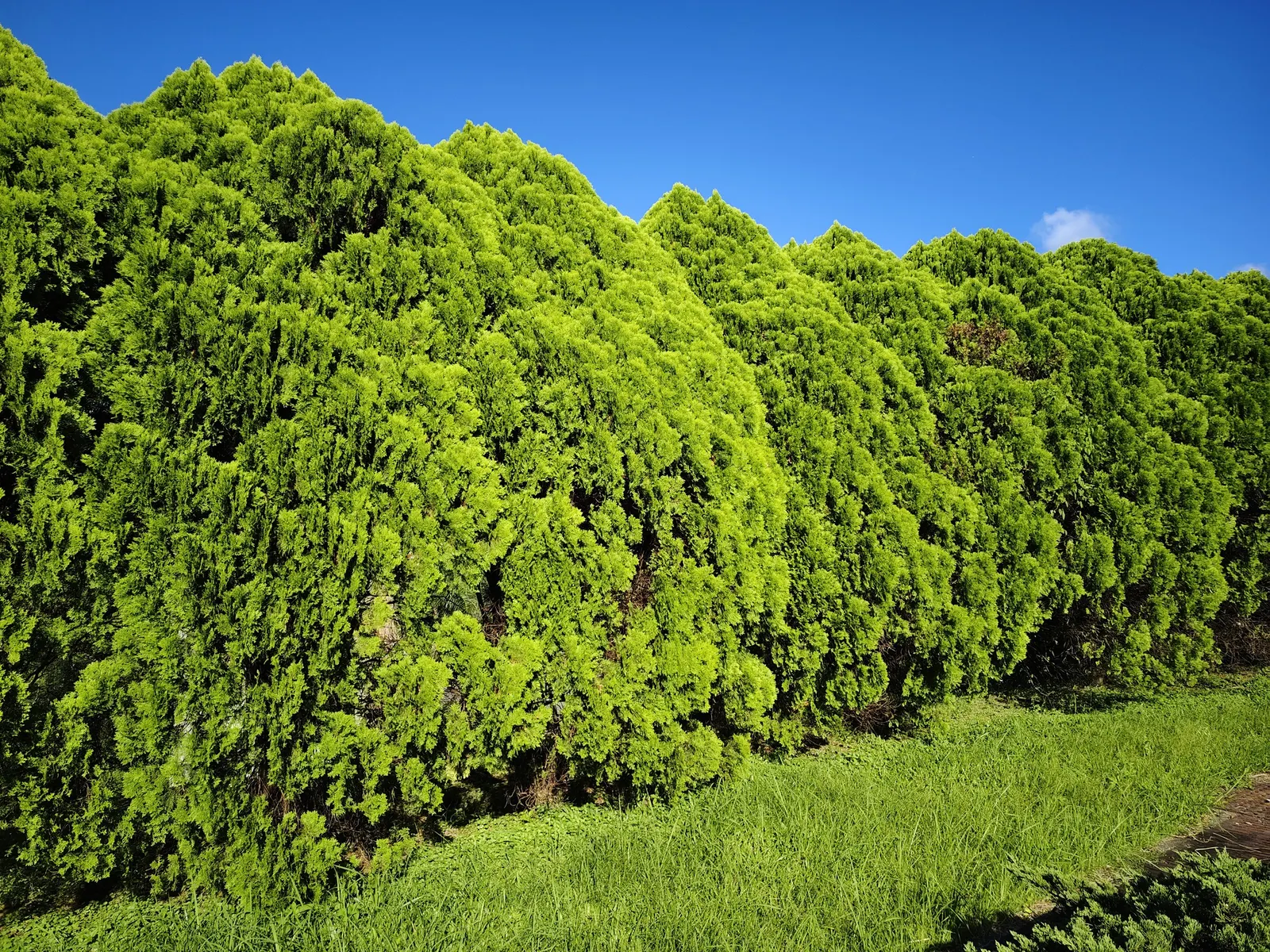 Hollywood Twisted Juniper (Juniperus Chinensis 'Kaizuka') — sculptural evergreen shrub renowned for its unique aesthetic; providing nesting sites and shelter
