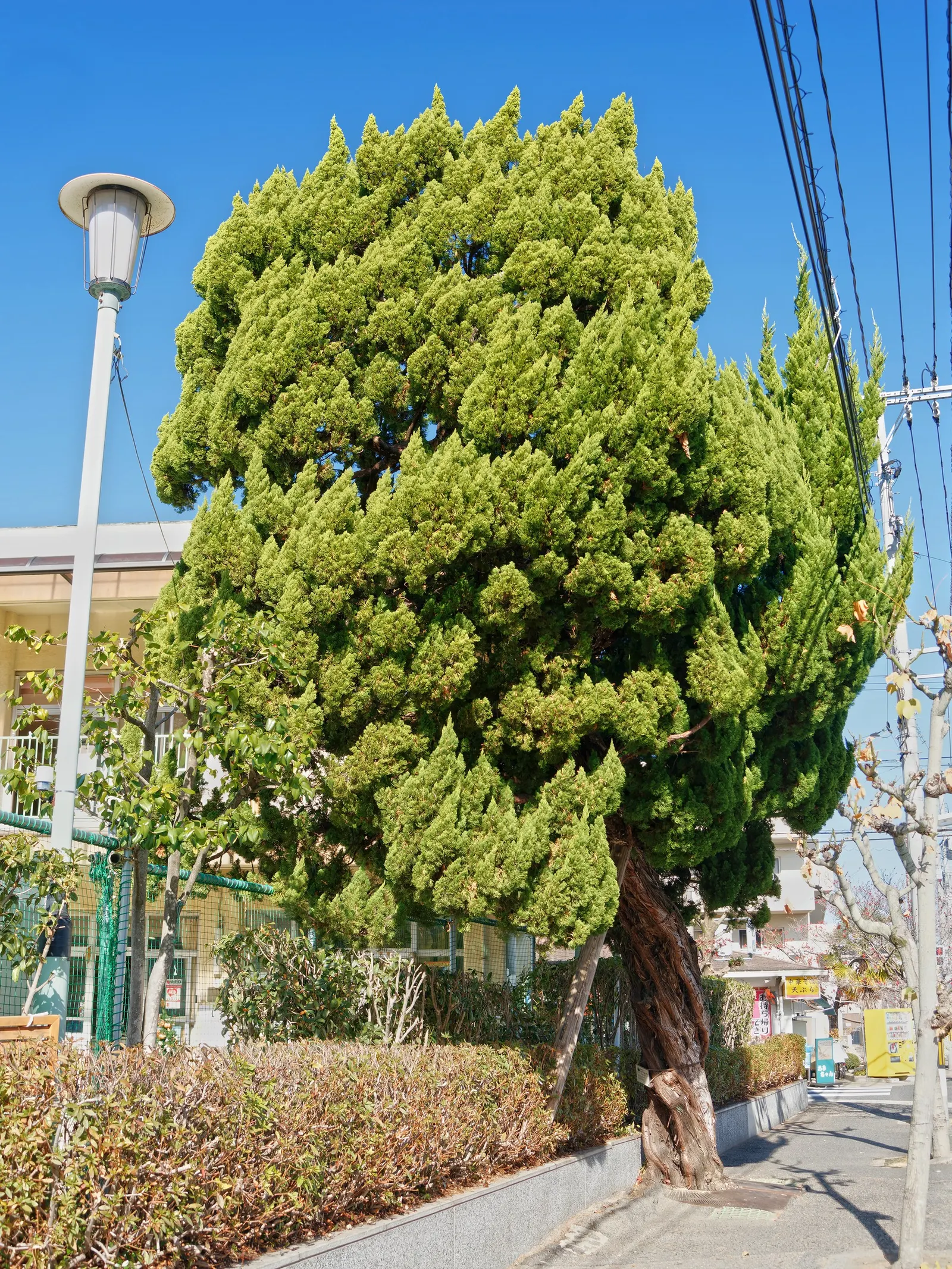 Hollywood Twisted Juniper (Juniperus Chinensis 'Kaizuka') — This low-maintenance plant requires only minimal watering once established
