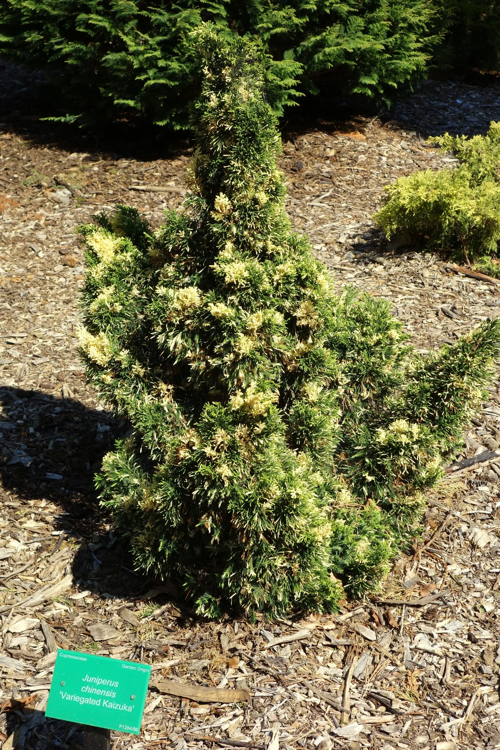 Hollywood Twisted Juniper (Juniperus Chinensis 'Kaizuka') — consider its dramatic form as a focal point in the garden
