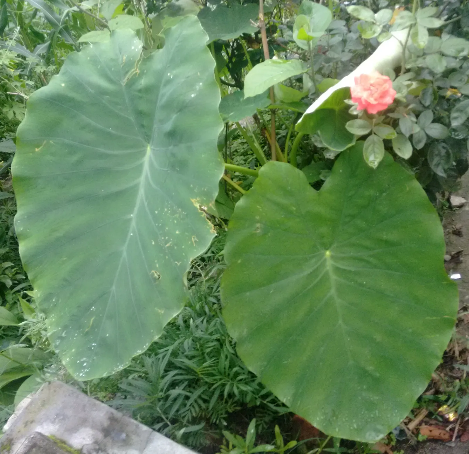 Taro (Colocasia Esculenta) — Taro reaches a mature height of 3-6 feet with a 2-4 feet spread, adding a lush, dramatic effect; it‚Äôs primarily, image 31
