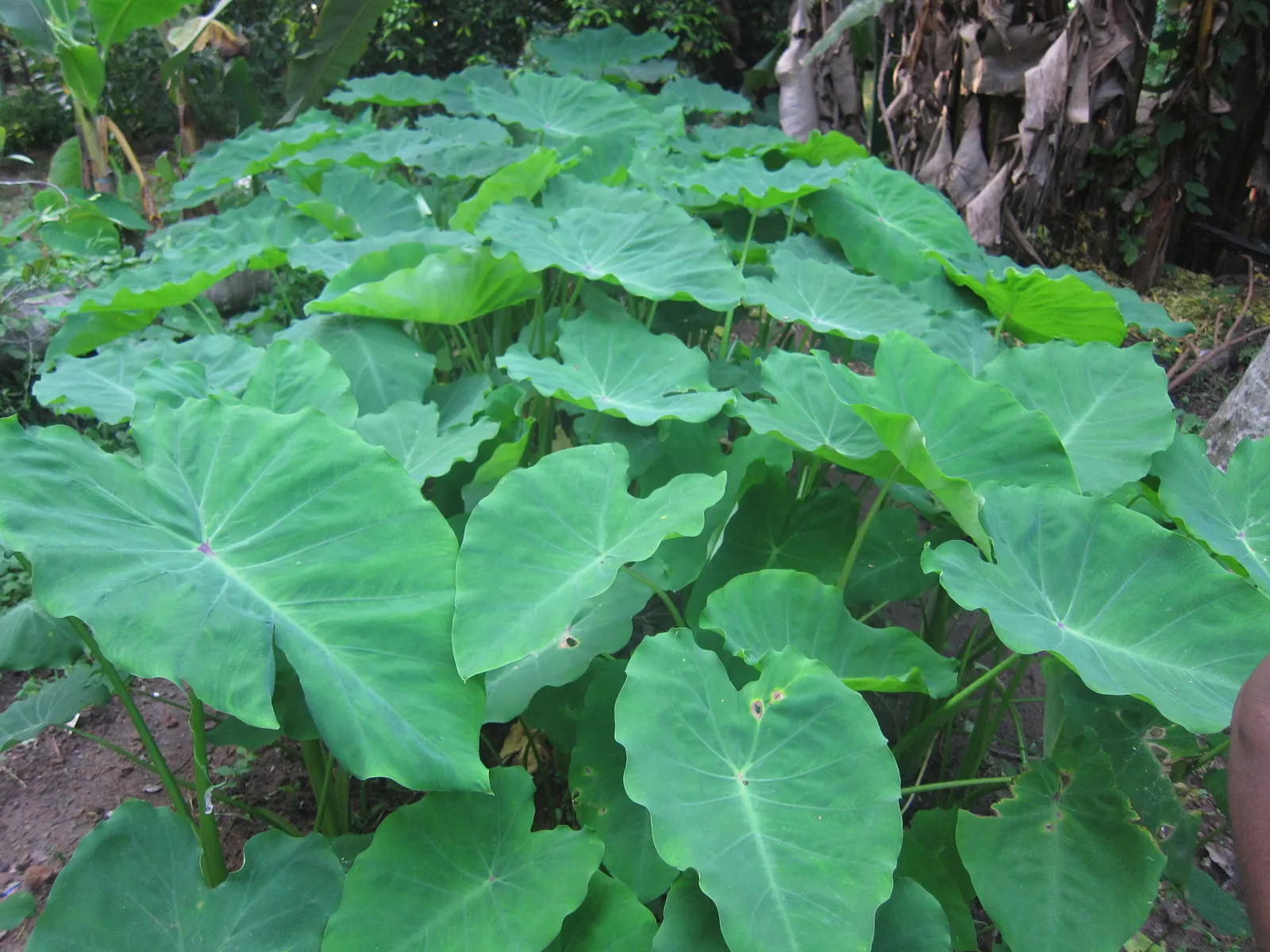 Taro (Colocasia Esculenta) — it is important to consider its size and growth habit; it‚Äôs primarily grown for its ornamental value and edible, image 35