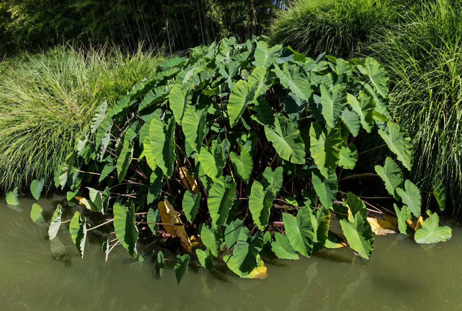 Taro (Colocasia Esculenta) — Taro reaches a mature height of 3-6 feet with a 2-4 feet spread, adding a lush, dramatic effect; it‚Äôs primarily, image 101