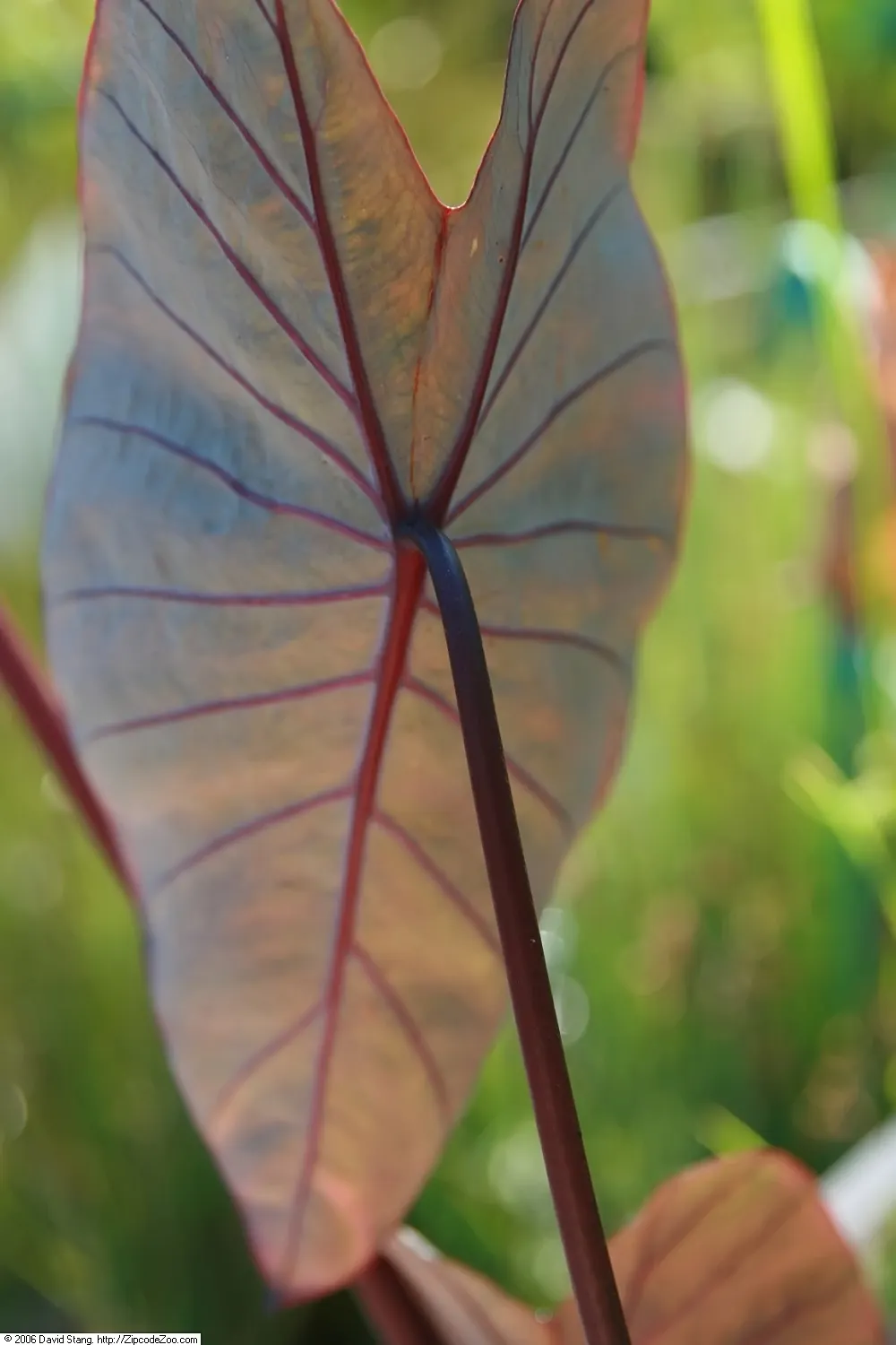 Taro (Colocasia Esculenta) — shrub for shade; it is recommended that the soil be rich in organic matter to support its vigorous growth, image 98