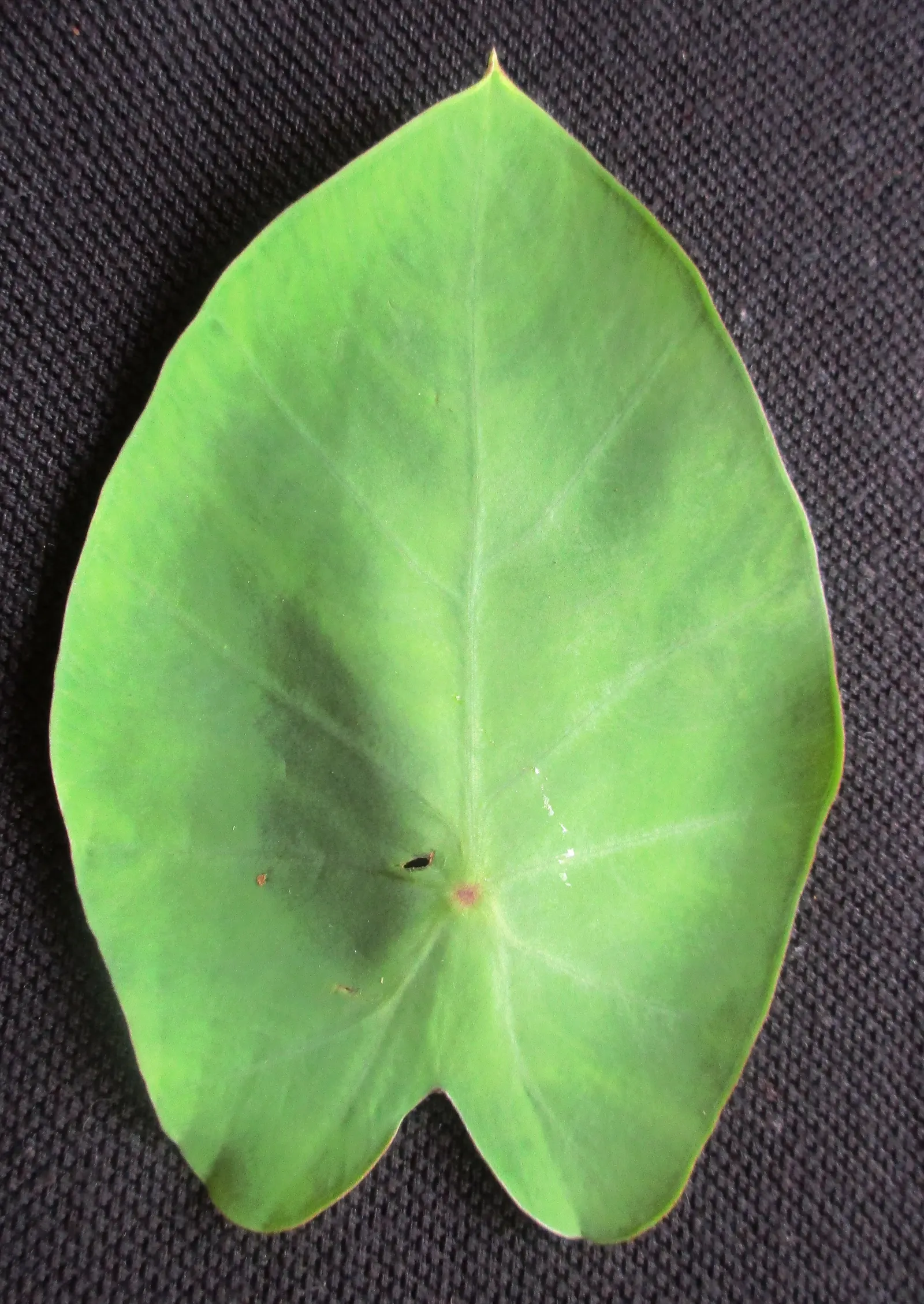 Taro (Colocasia Esculenta) — Taro reaches a mature height of 3-6 feet with a 2-4 feet spread, adding a lush, dramatic effect; it‚Äôs primarily, image 73