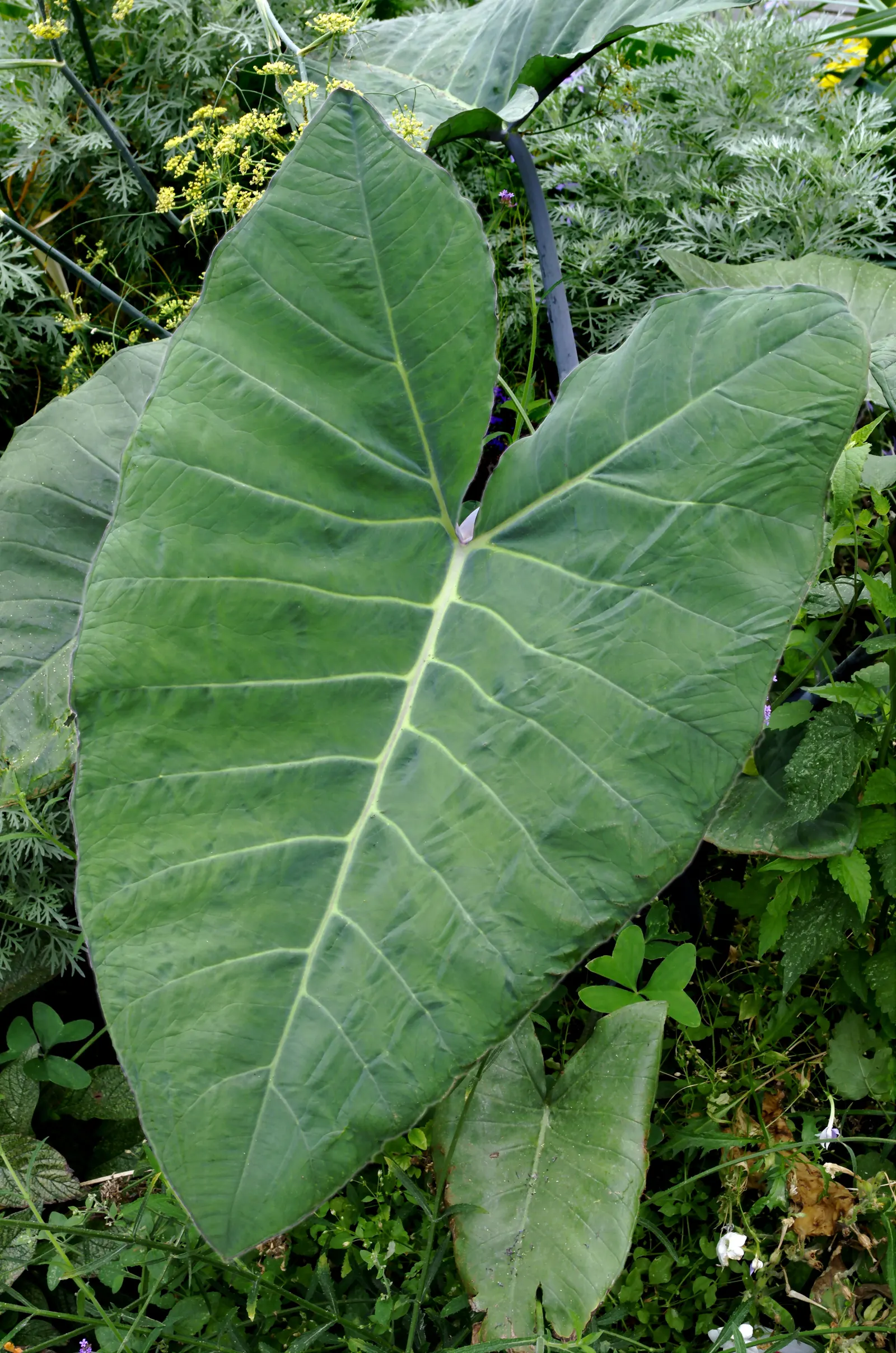 Taro (Colocasia Esculenta) — It requires a consistently moist environment; it is recommended that the soil be rich in organic matter to support its, image 108