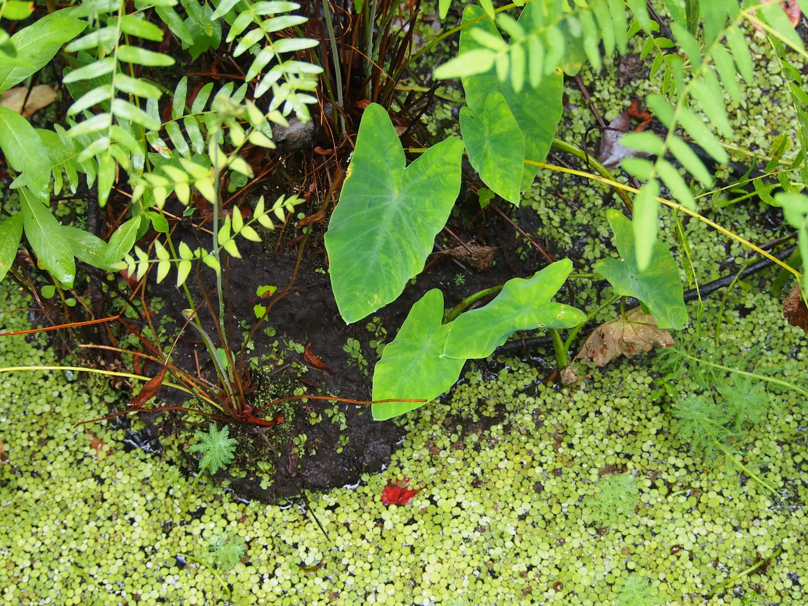 Taro (Colocasia Esculenta) — shrub for shade; it is recommended that the soil be rich in organic matter to support its vigorous growth, image 56