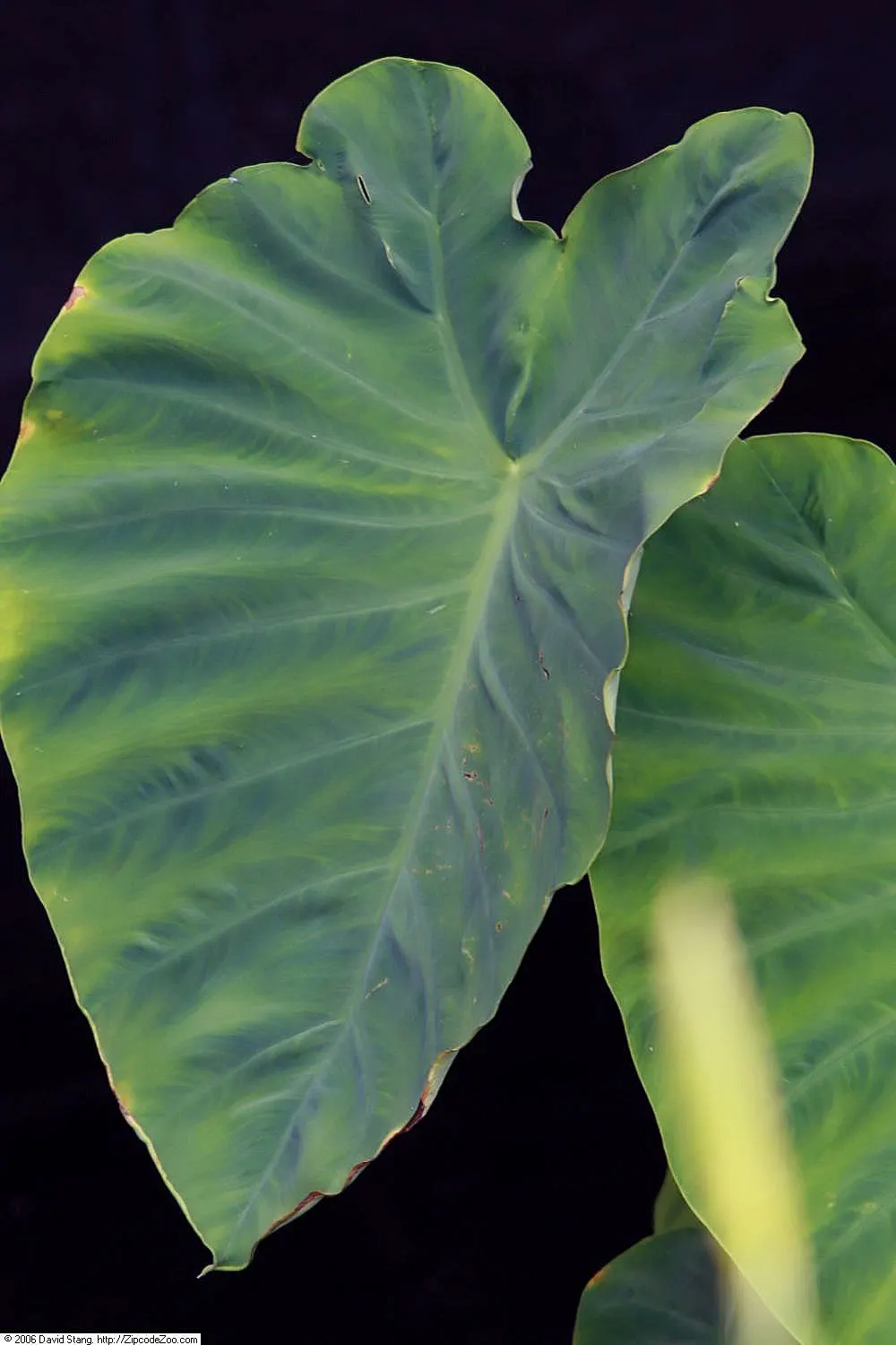Taro (Colocasia Esculenta) — shrub for shade; it is recommended that the soil be rich in organic matter to support its vigorous growth