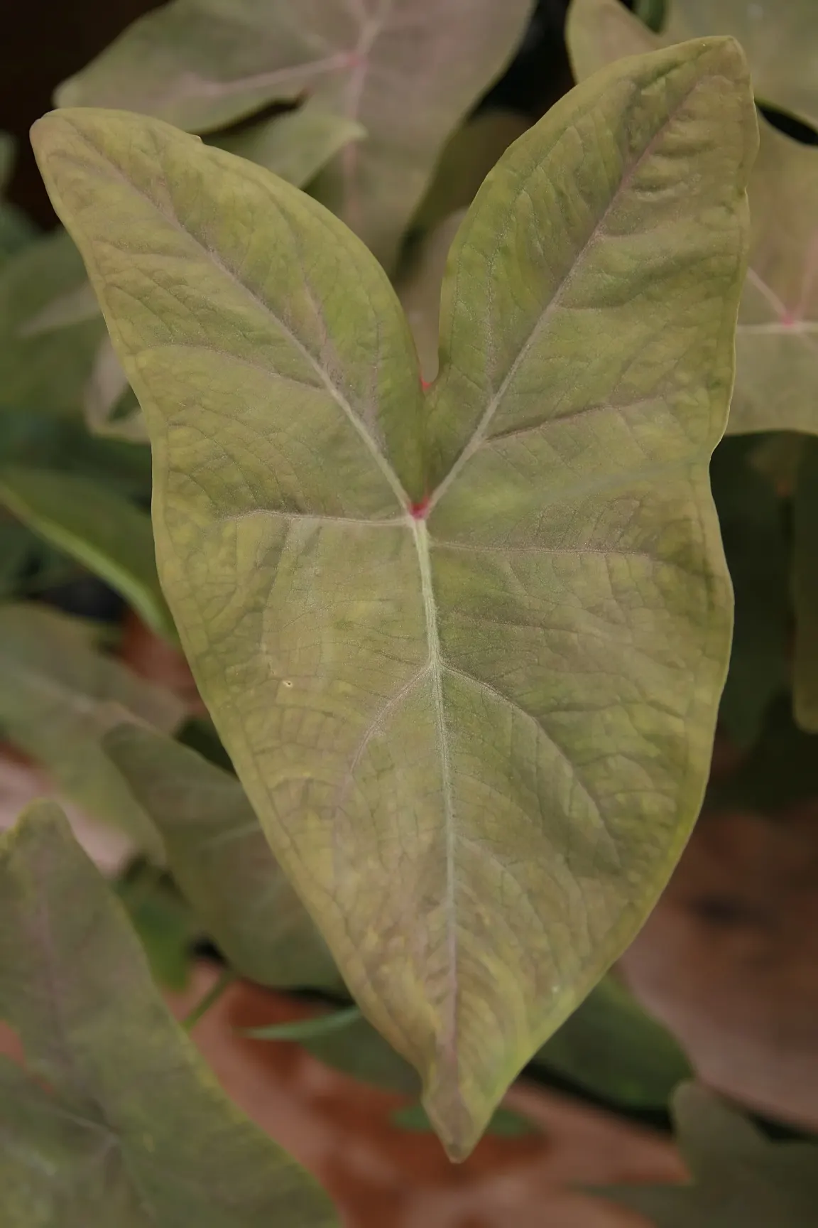 Taro (Colocasia Esculenta) — shrub for shade; it is recommended that the soil be rich in organic matter to support its vigorous growth, image 42