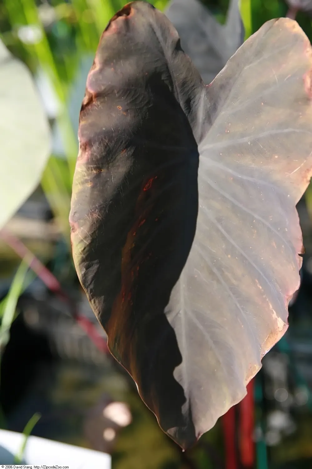 Taro (Colocasia Esculenta) — Part of the Araceae family