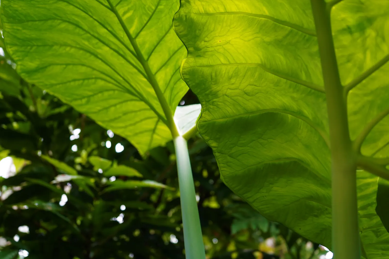 Taro (Colocasia Esculenta) — It requires a consistently moist environment; it is recommended that the soil be rich in organic matter to support its, image 122