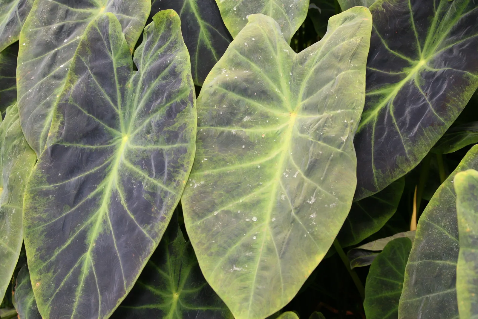 Taro (Colocasia Esculenta) — This plant thrives in USDA hardiness zones 8 to 11 and prefers partial shade to full sunlight; it‚Äôs primarily grown for its