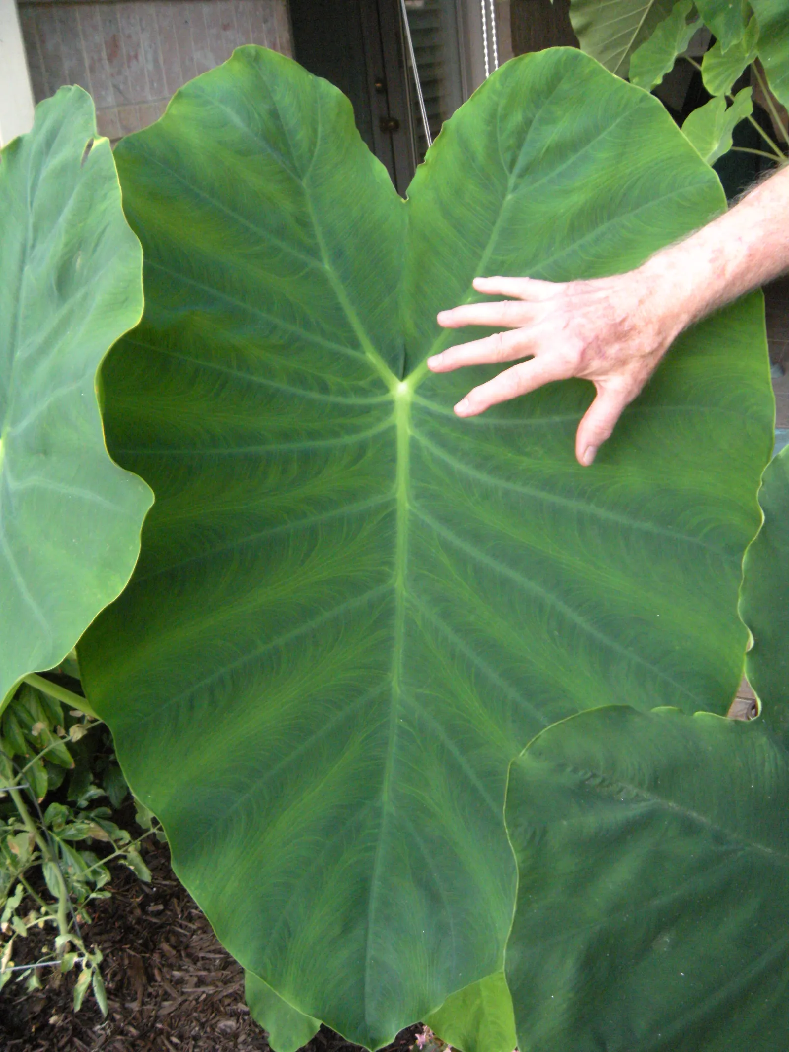 Taro (Colocasia Esculenta) — Taro reaches a mature height of 3-6 feet with a 2-4 feet spread, adding a lush, dramatic effect; it‚Äôs primarily, image 59