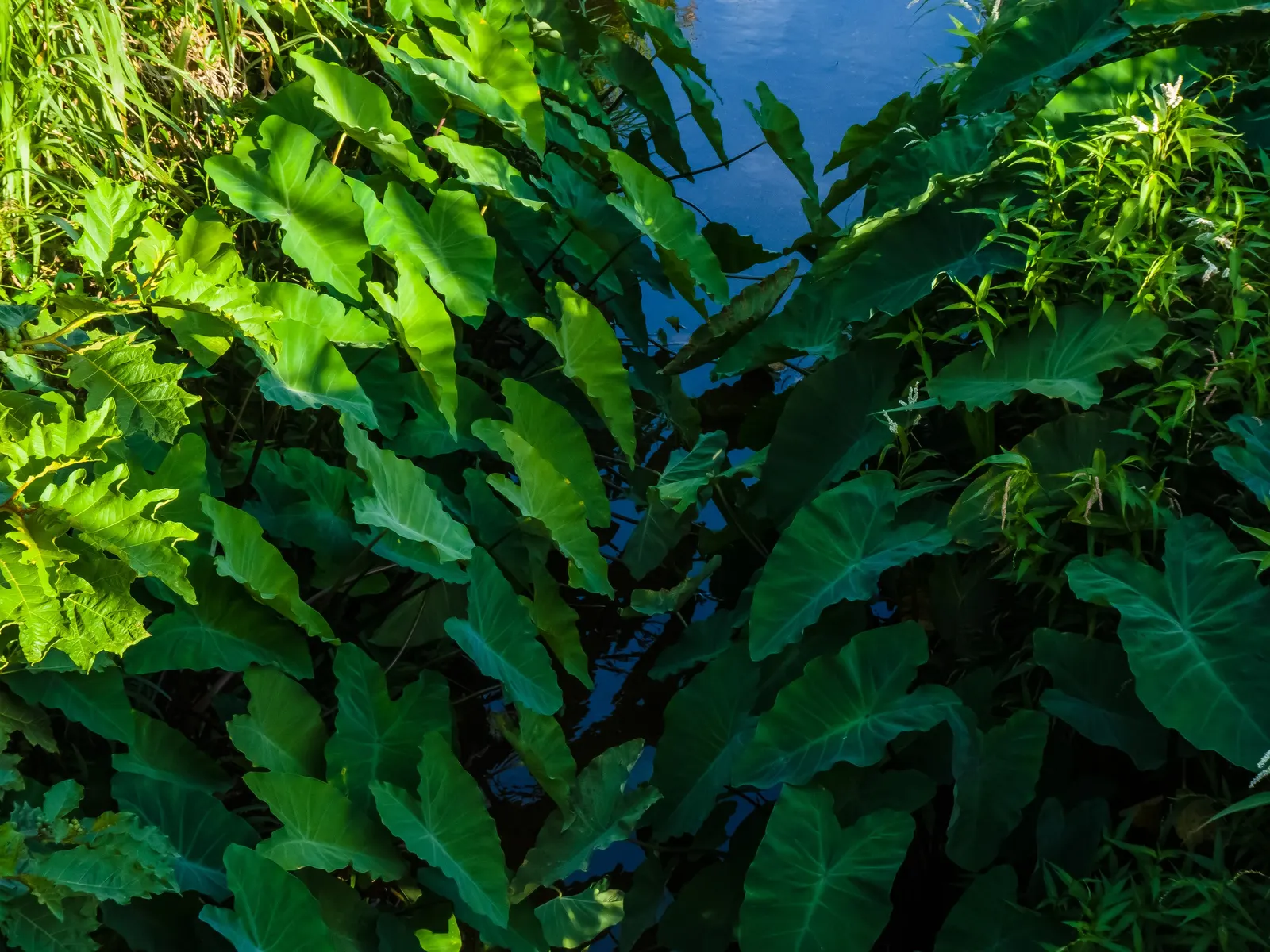 Taro (Colocasia Esculenta) — it is important to consider its size and growth habit; it‚Äôs primarily grown for its ornamental value and edible, image 91