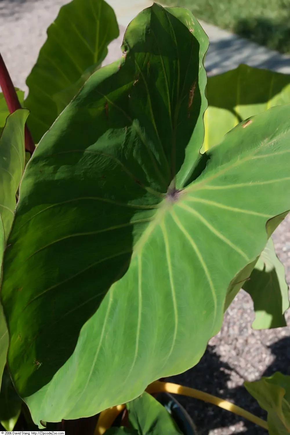 Taro (Colocasia Esculenta) — This plant thrives in USDA hardiness zones 8 to 11 and prefers partial shade to full sunlight; it‚Äôs primarily grown, image 79
