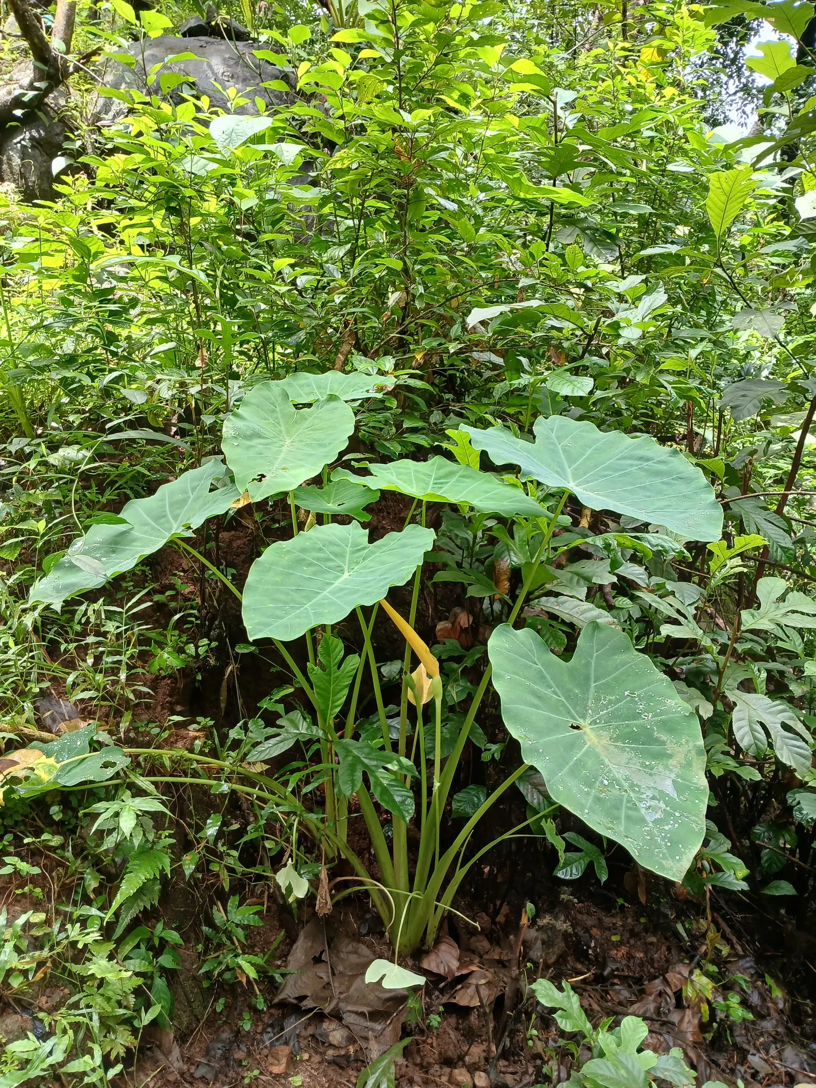 Taro (Colocasia Esculenta) — It requires a consistently moist environment; it is recommended that the soil be rich in organic matter to support its, image 66