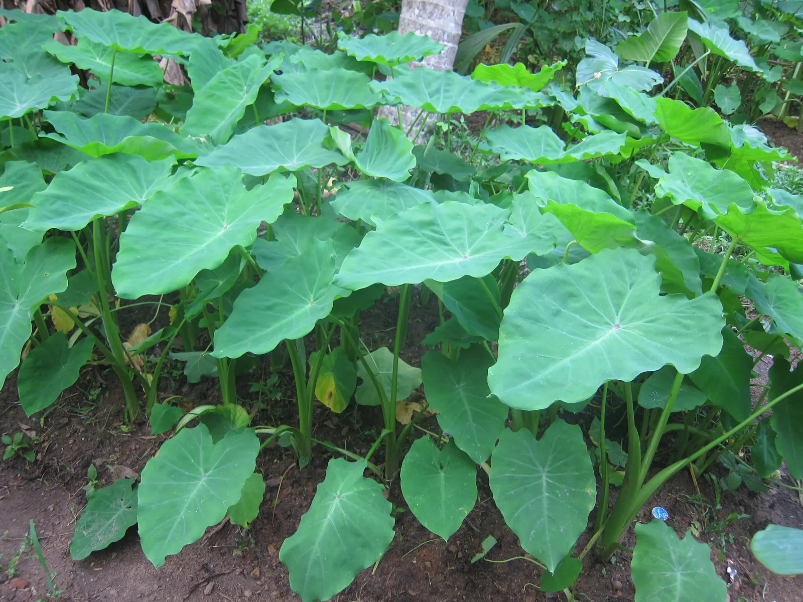 Taro (Colocasia Esculenta) — shrub for shade