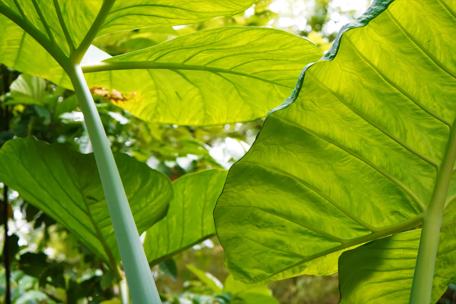Taro (Colocasia Esculenta) — Part of the Araceae family; it is recommended that the soil be rich in organic matter to support its vigorous growth, image 104