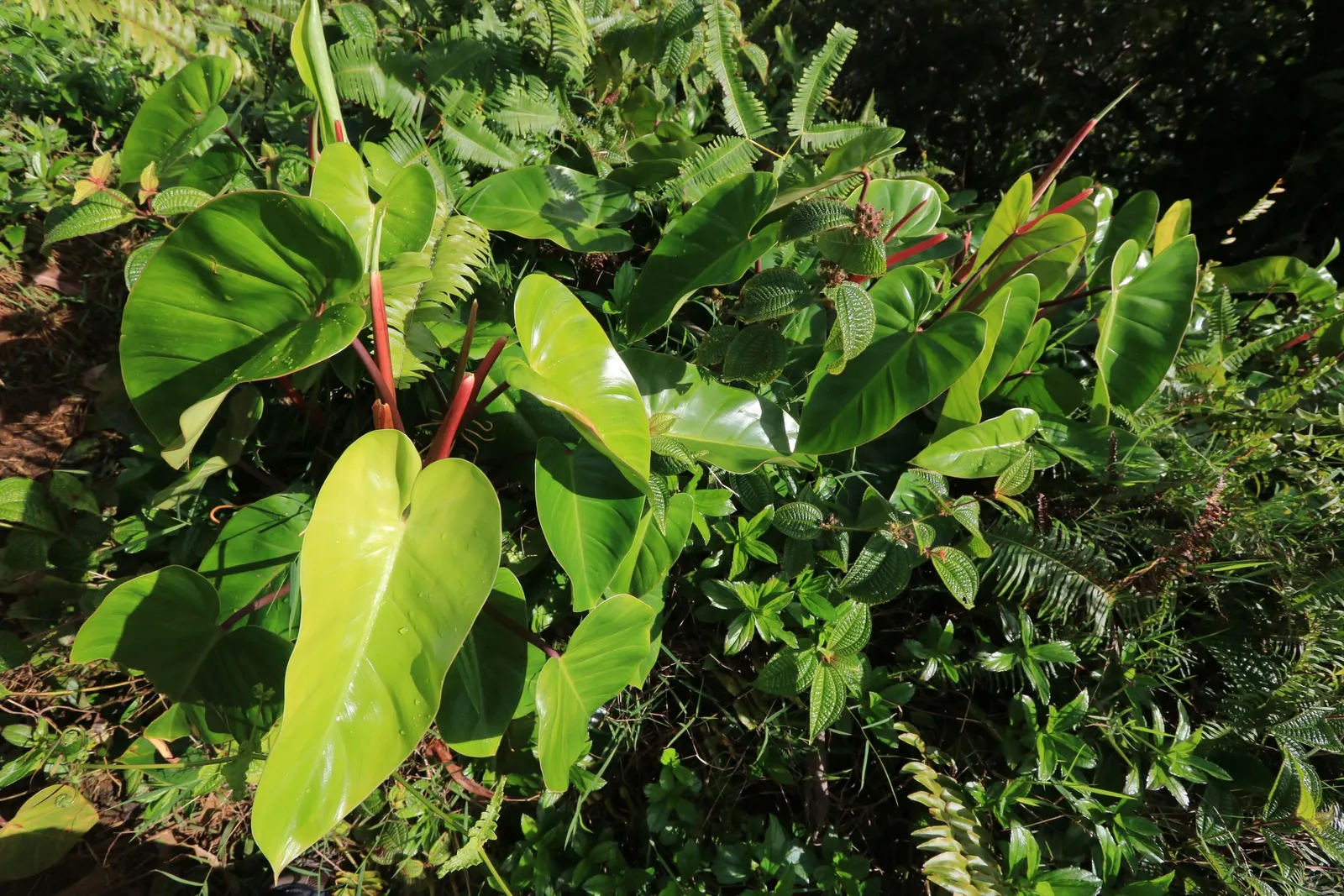 Taro (Colocasia Esculenta) — This plant thrives in USDA hardiness zones 8 to 11 and prefers partial shade to full sunlight; it‚Äôs primarily grown, image 121