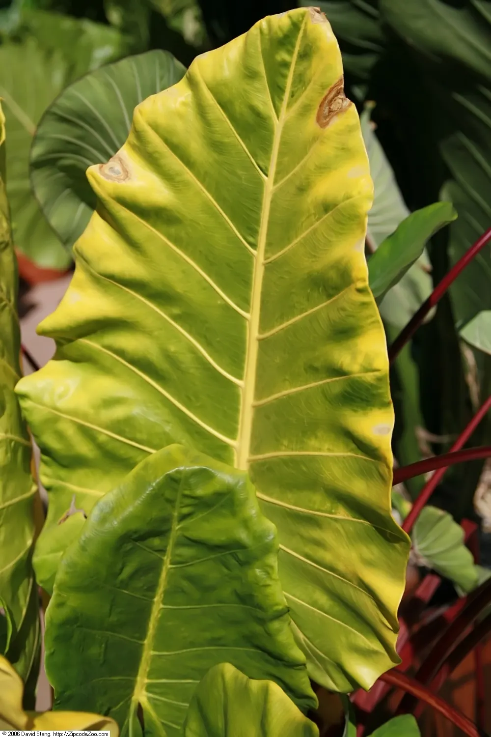Taro (Colocasia Esculenta) — Taro reaches a mature height of 3-6 feet with a 2-4 feet spread, adding a lush, dramatic effect; it‚Äôs primarily grown for its