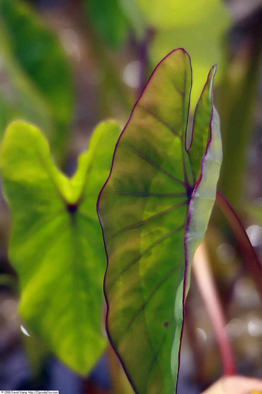 Taro (Colocasia Esculenta) — which can grow up to 2 feet in length and sport a lush green hue